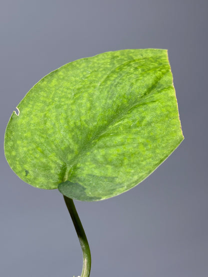 スキンダプサス レオパード グリーンオングリーン / Scindapsus Leopard GOG (1)