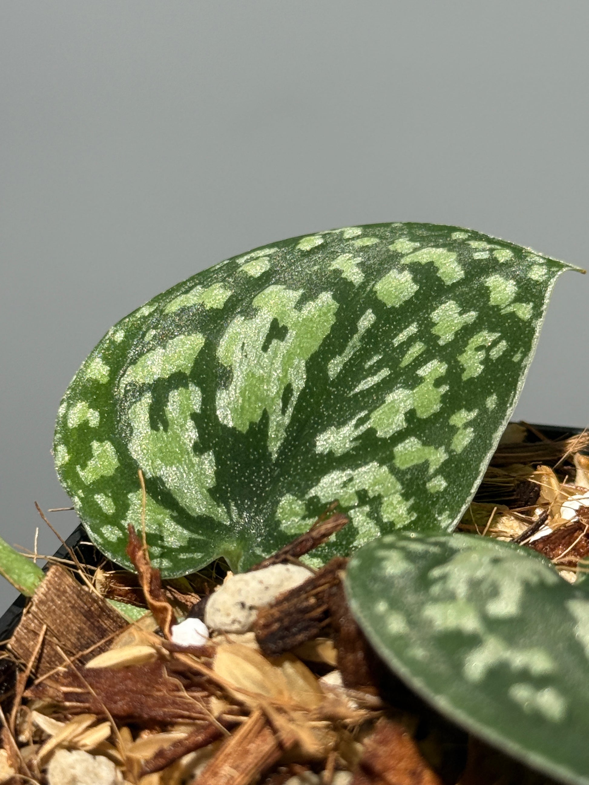 スキンダプサス トリカラー / Scindapsus tricolor (1)