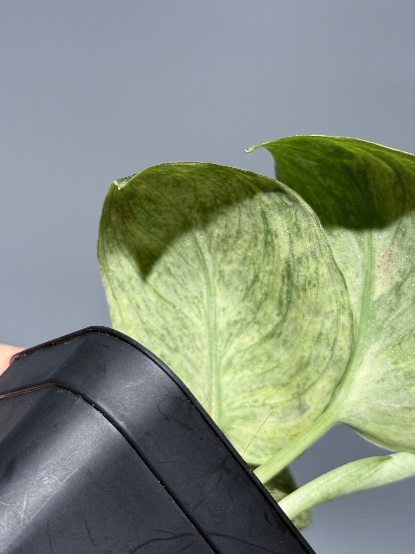 スキンダプサス テンバガ  / Scindapsus Tembaga (2)