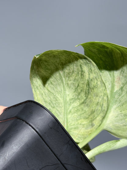 スキンダプサス テンバガ  / Scindapsus Tembaga (2)