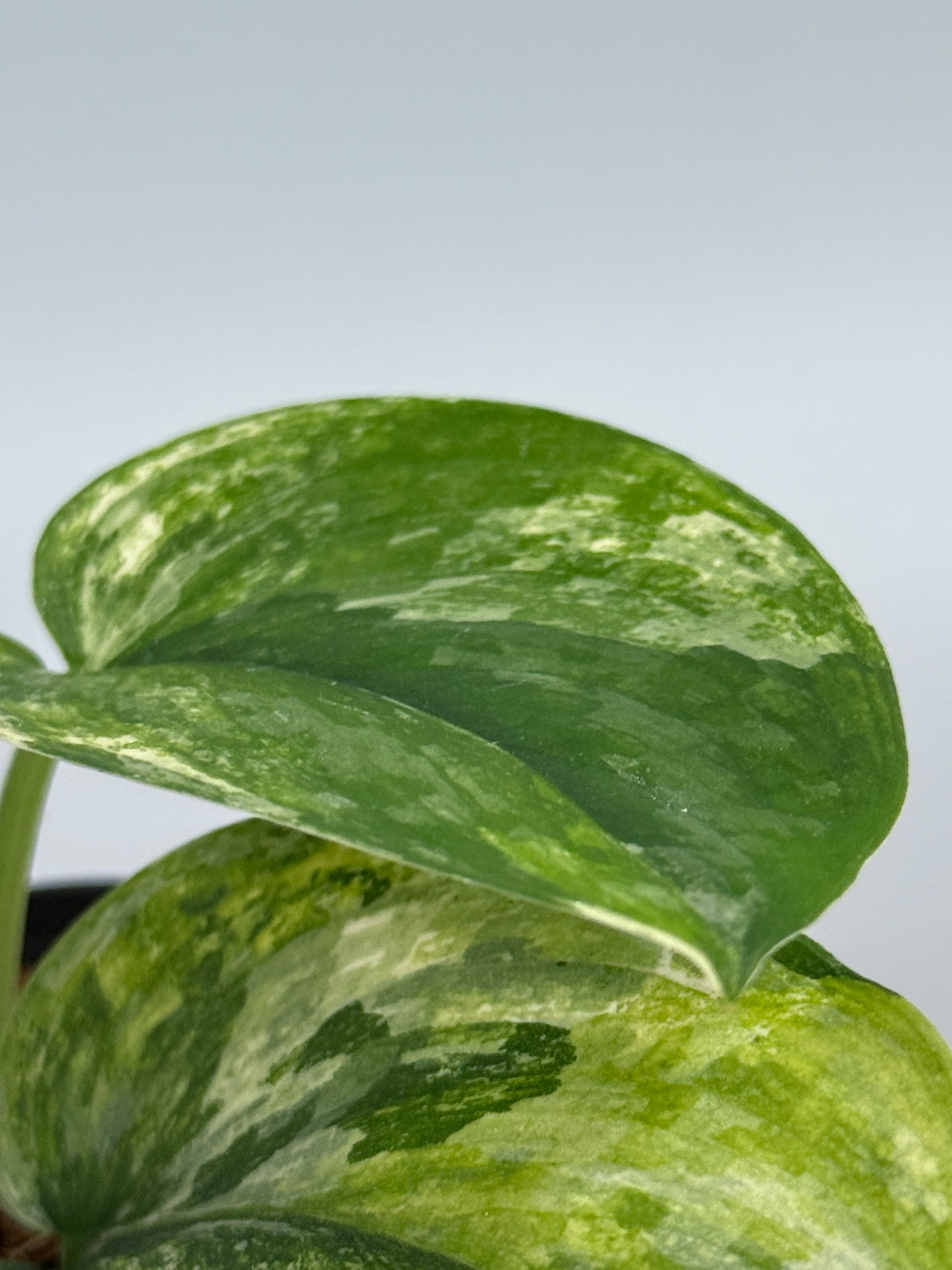 スキンダプサス パラヒヤンガン トリカラー  / Scindapsus parahyangan tricolor  (2)