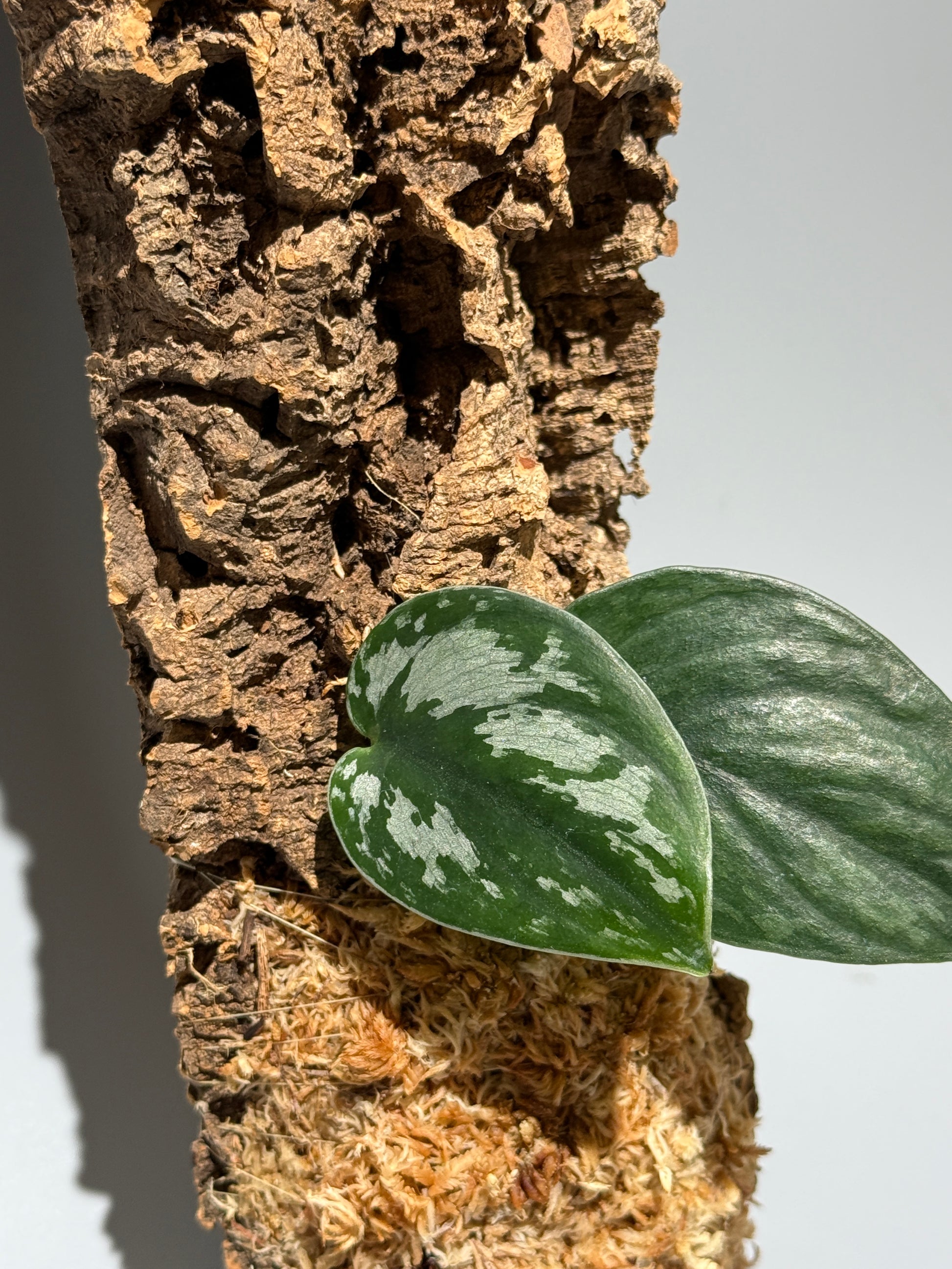 スキンダプサス Sp. カリマンタン / Scindapsus Sp.Kalimantan (C1)