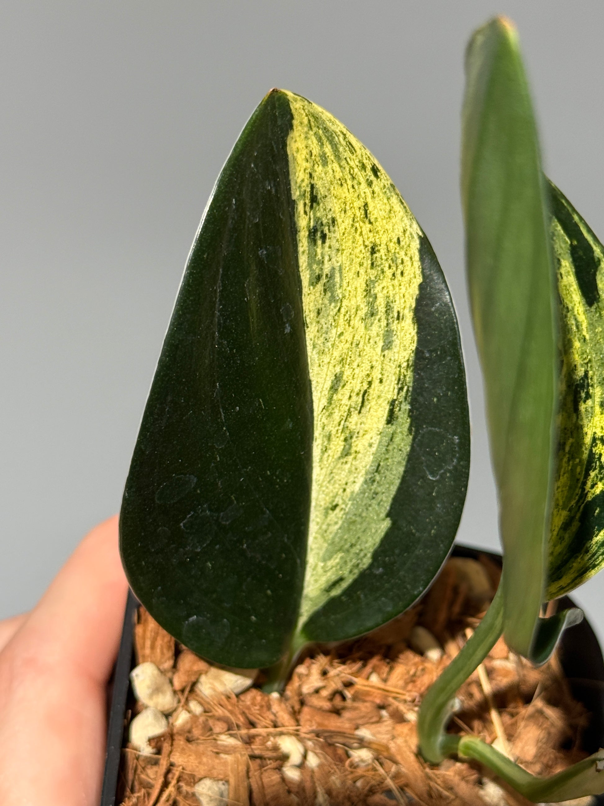 スキンダプサス トレビー ダークフォーム イエロー斑入り/Scindapsus darkform yellow var.(1)