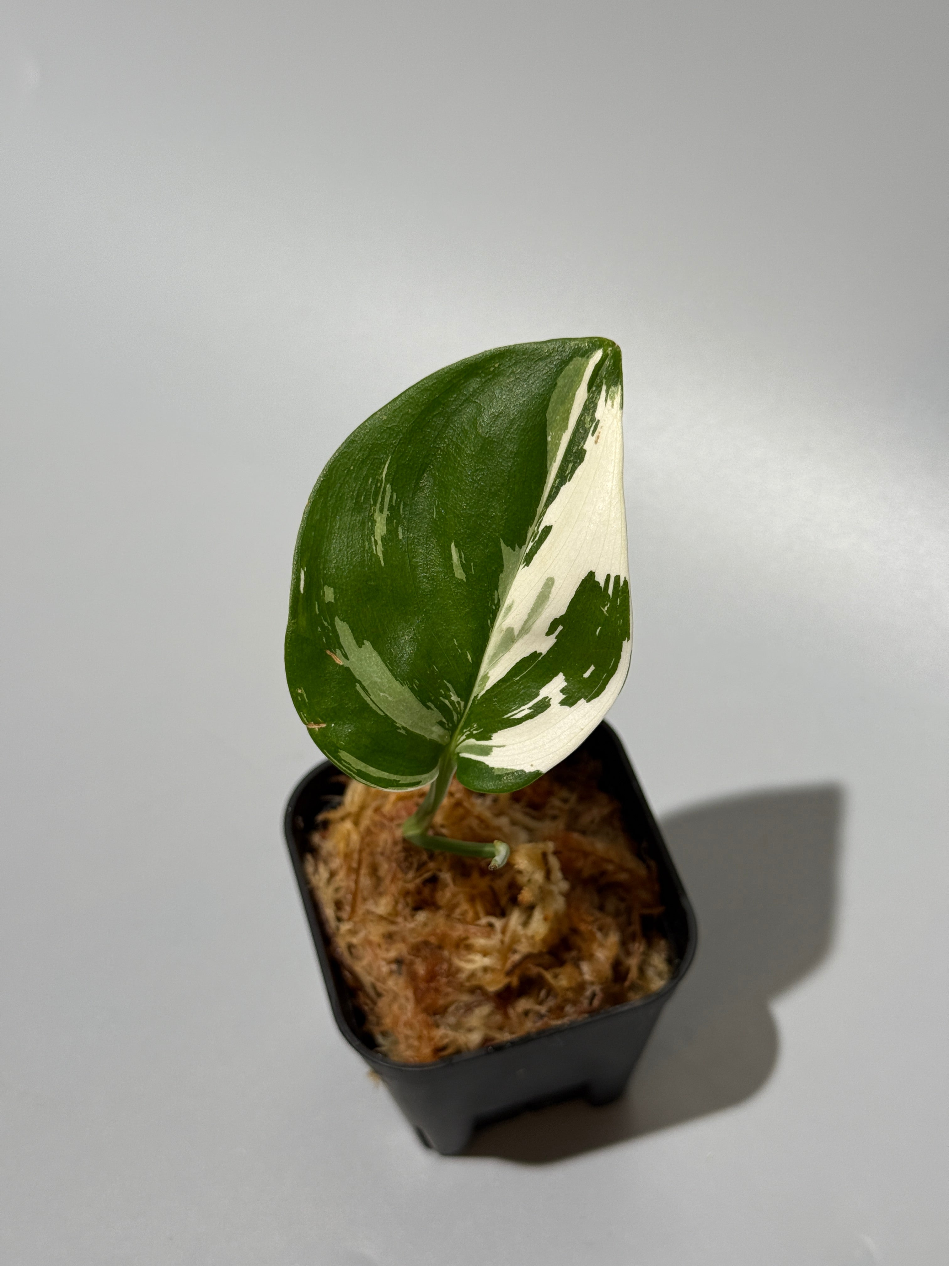 【アロイド系 (GRASS OPEN)】スキンダプサス　ラカンビニ All Plants – Page 2 – Nakayama-Plants