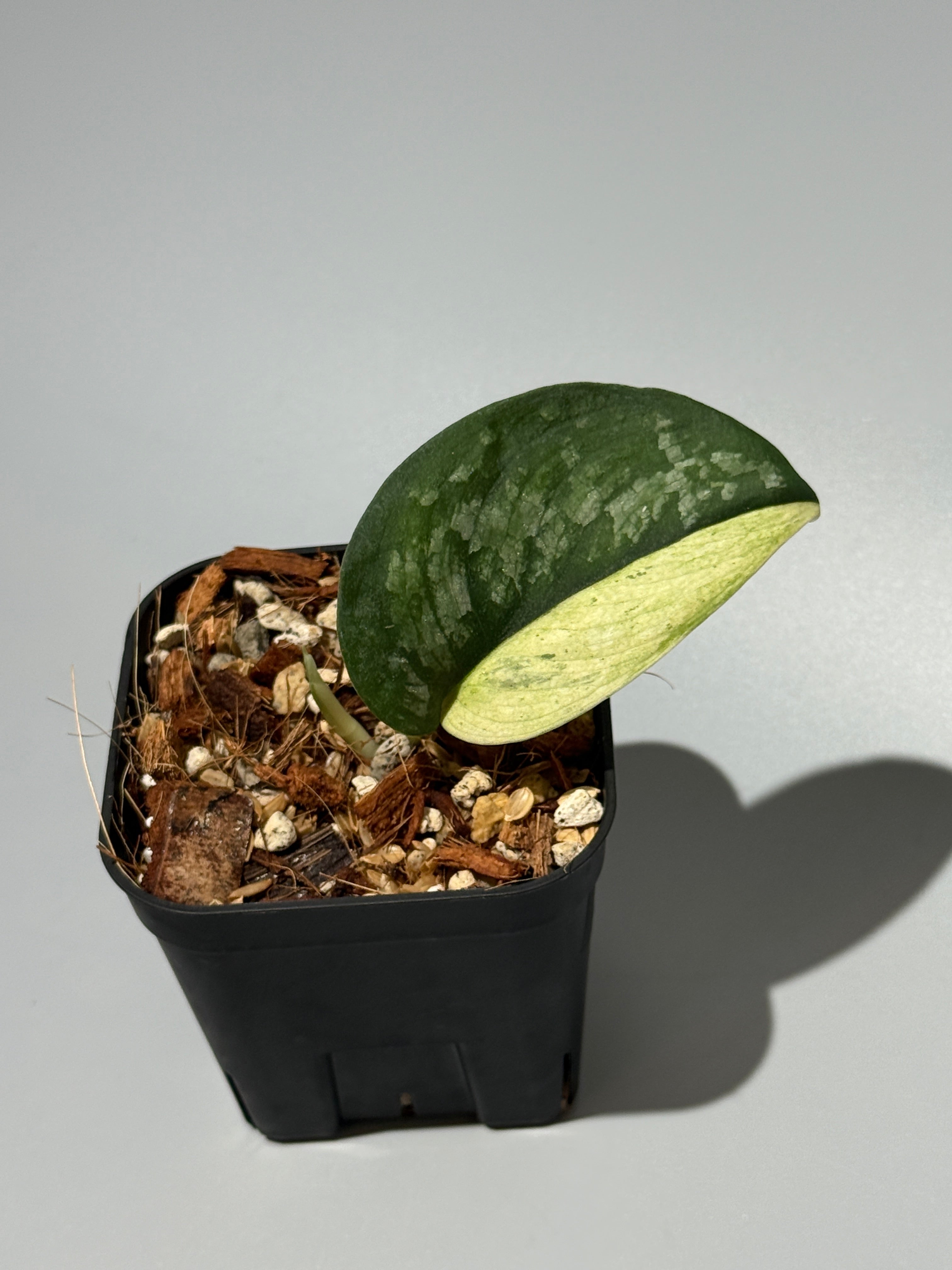 All Plants – Nakayama-Plants