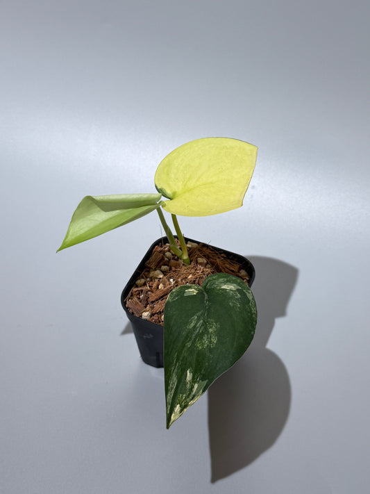 スキンダプサス ジェイドサテン オーレア  / Scindapsus jadesatin aurea (2)