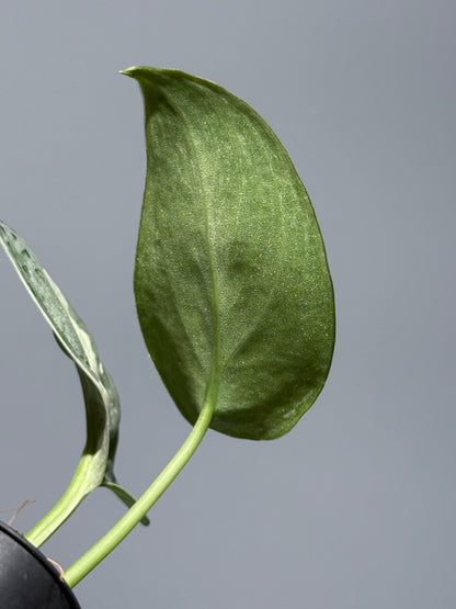 スキンダプサス ニルマラ / Scindapsus nirmala (1)