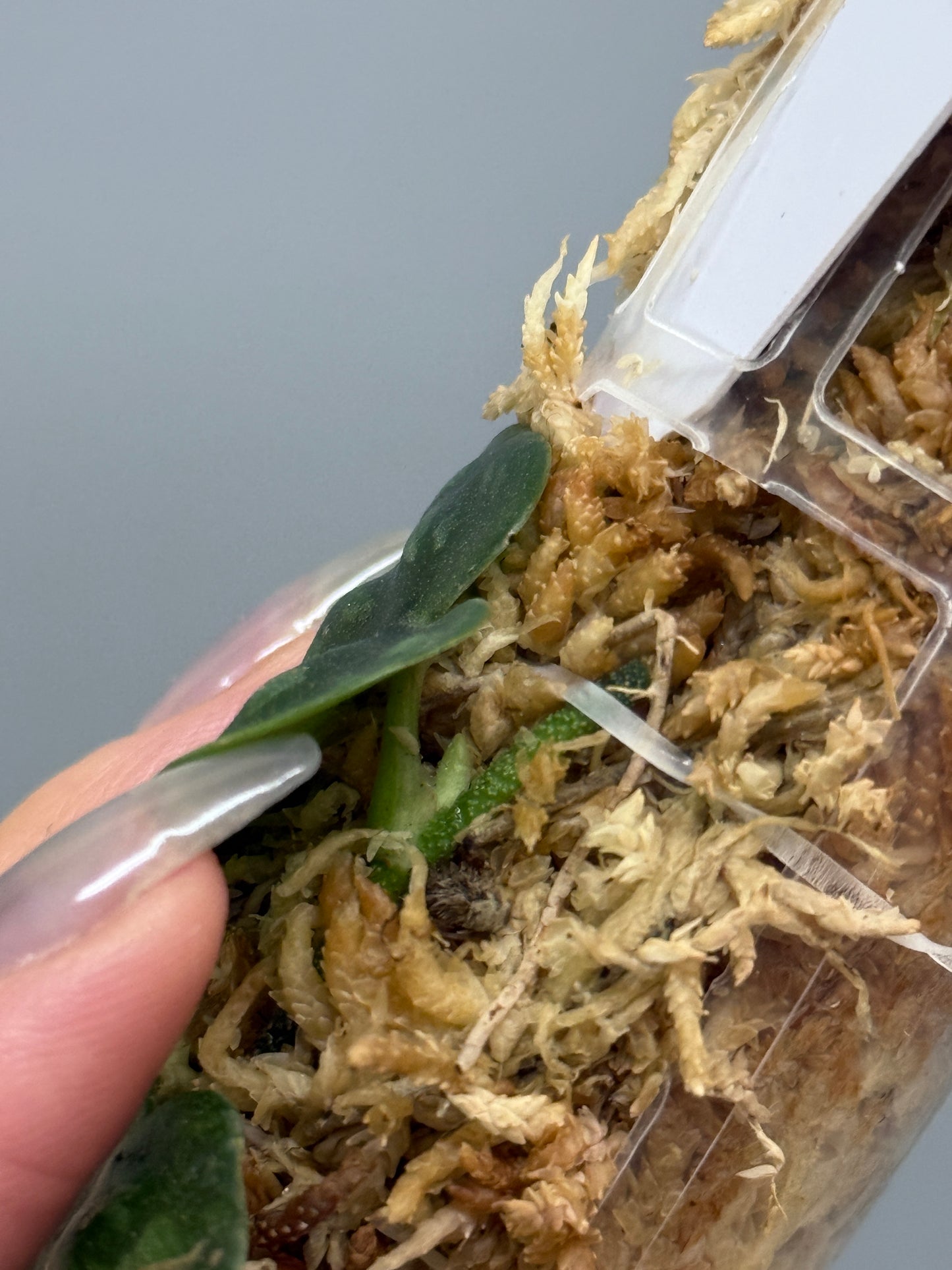 スキンダプサス ブラックマンバ  / Scindapsus black mamba (3)