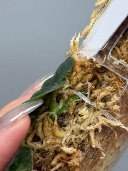 スキンダプサス ブラックマンバ  / Scindapsus black mamba (3)