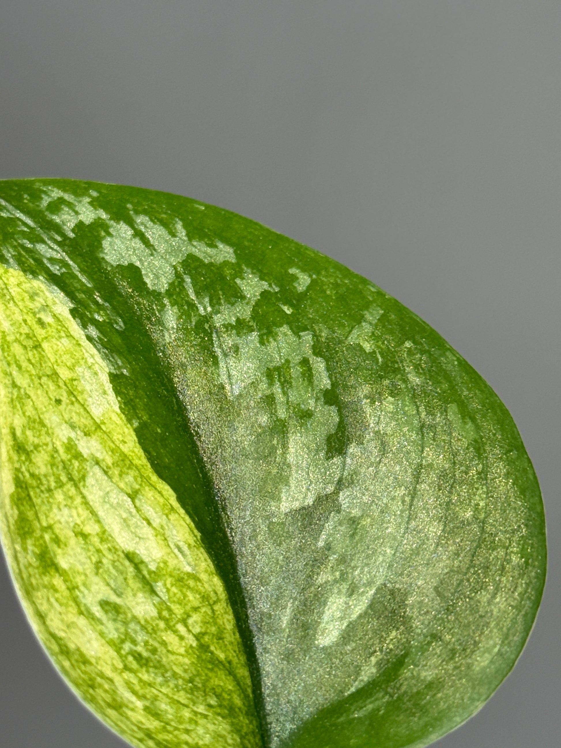 スキンダプサス ケンカナ  / Scindapsus Kencana  (1)