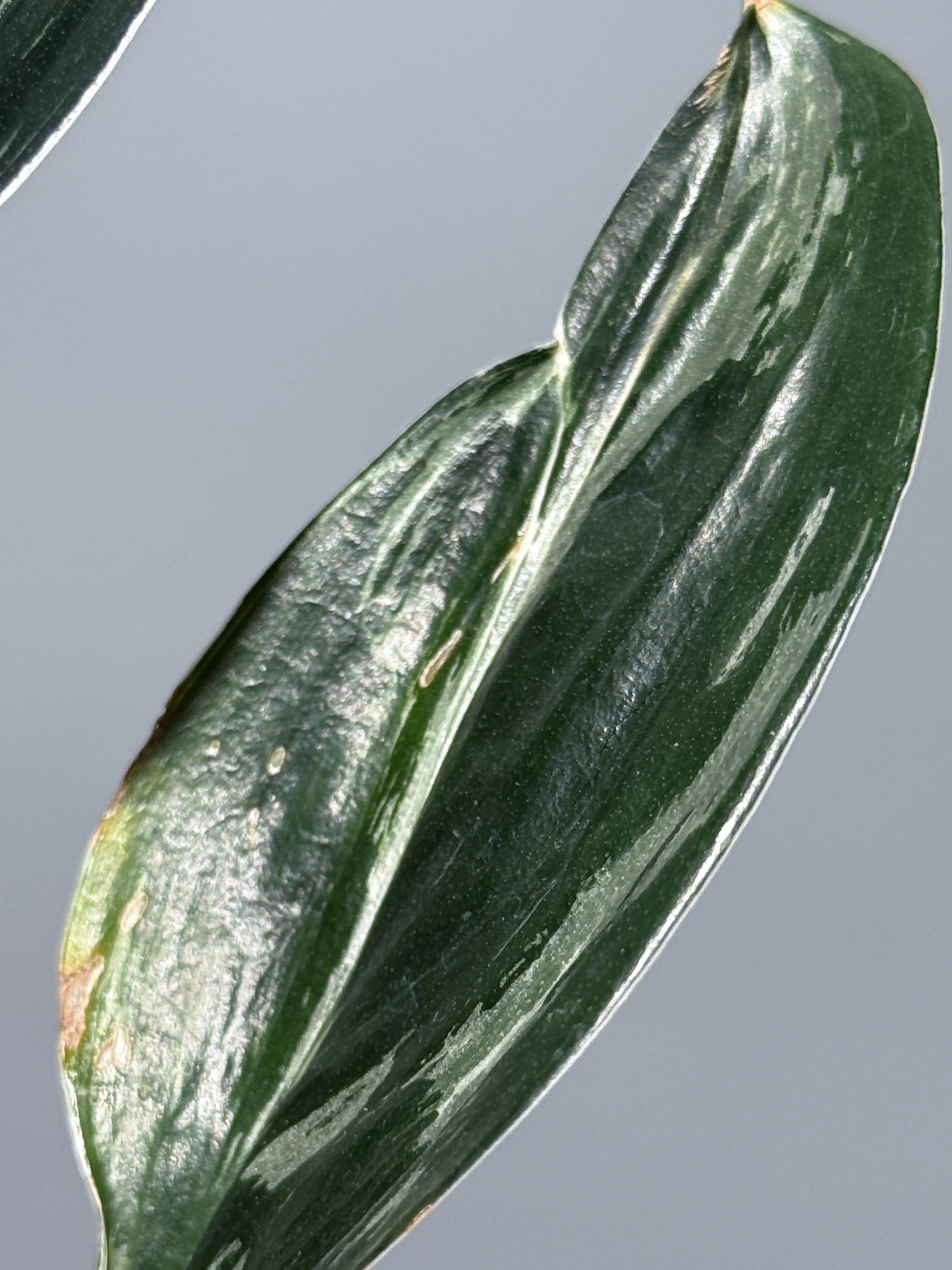 スキンダプサス トレビー ダークフォーム ミューテーション/Scindapsus Treubii darkform mutation (3)