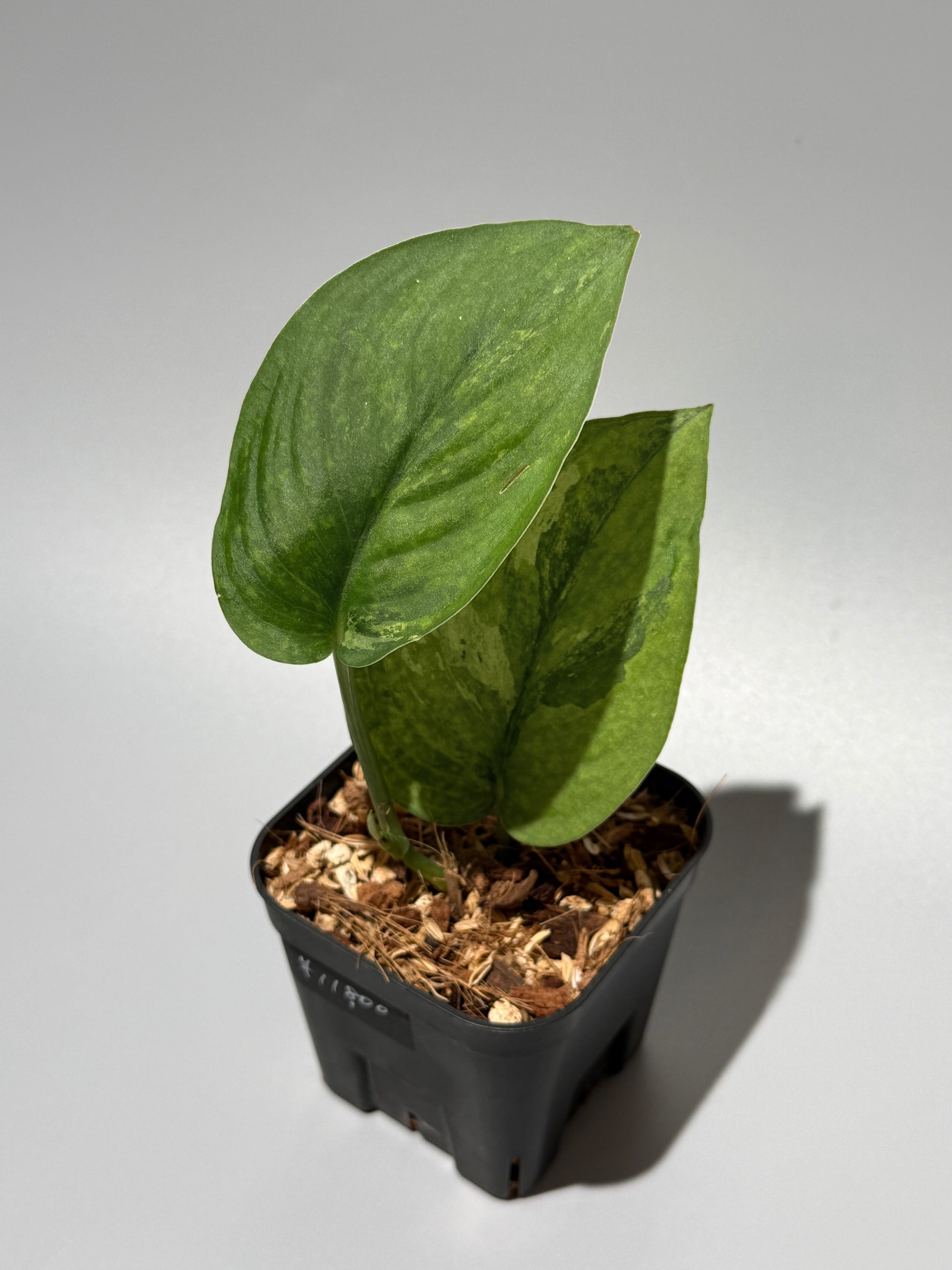 スキンダプサス レオパード グリーンオングリーン / Scindapsus Leopard GOG (1)