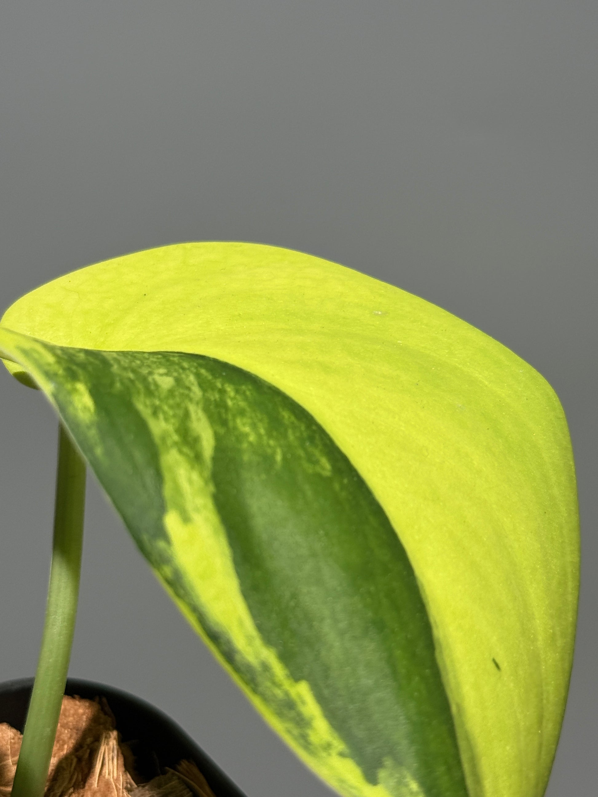 スキンダプサス ジェイドサテン オーレア  / Scindapsus jadesatin aurea (1)