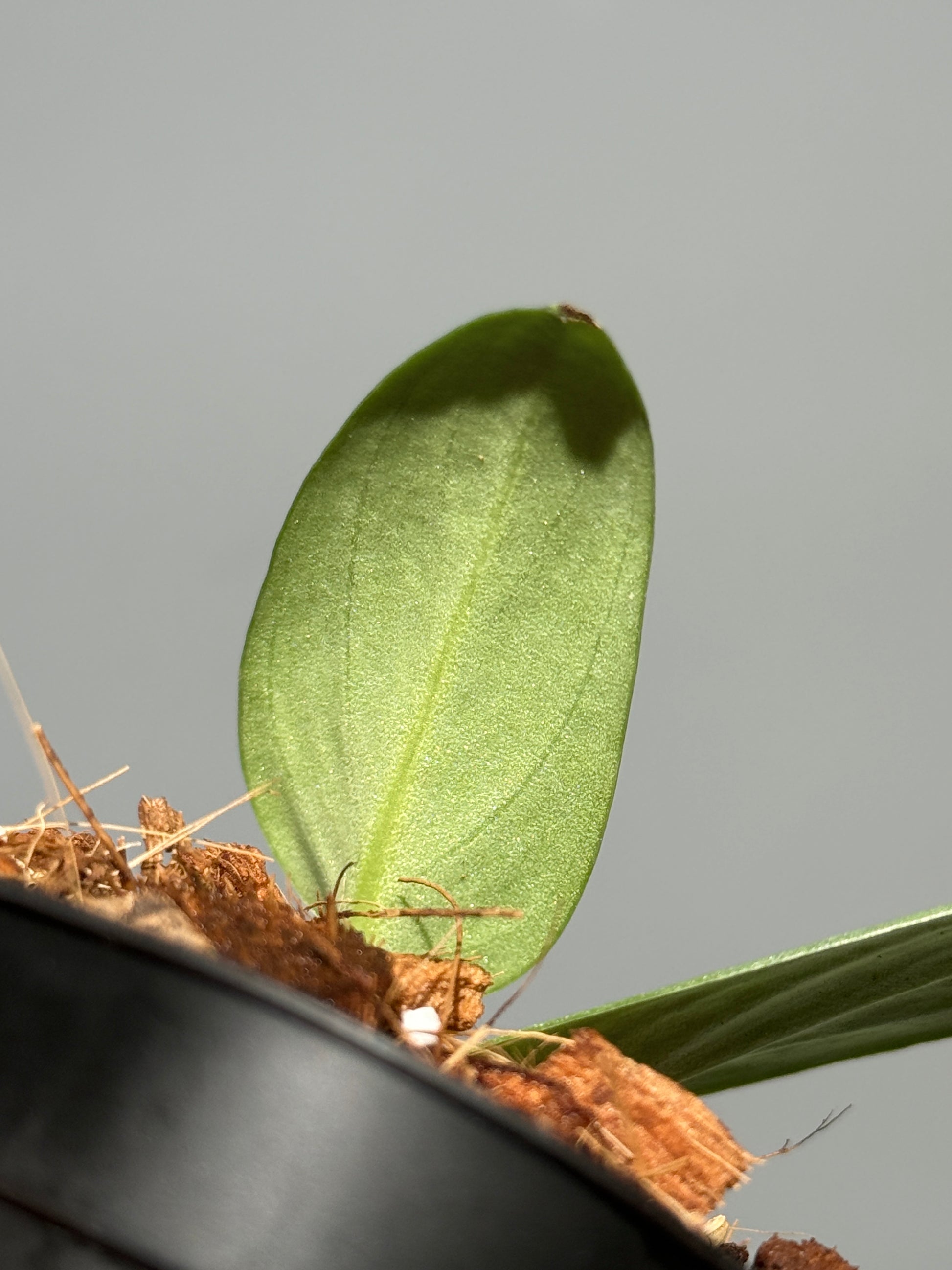 スキンダプサス グリーン アーミー トリカラー / Scindapsus Green army tricolor (1)