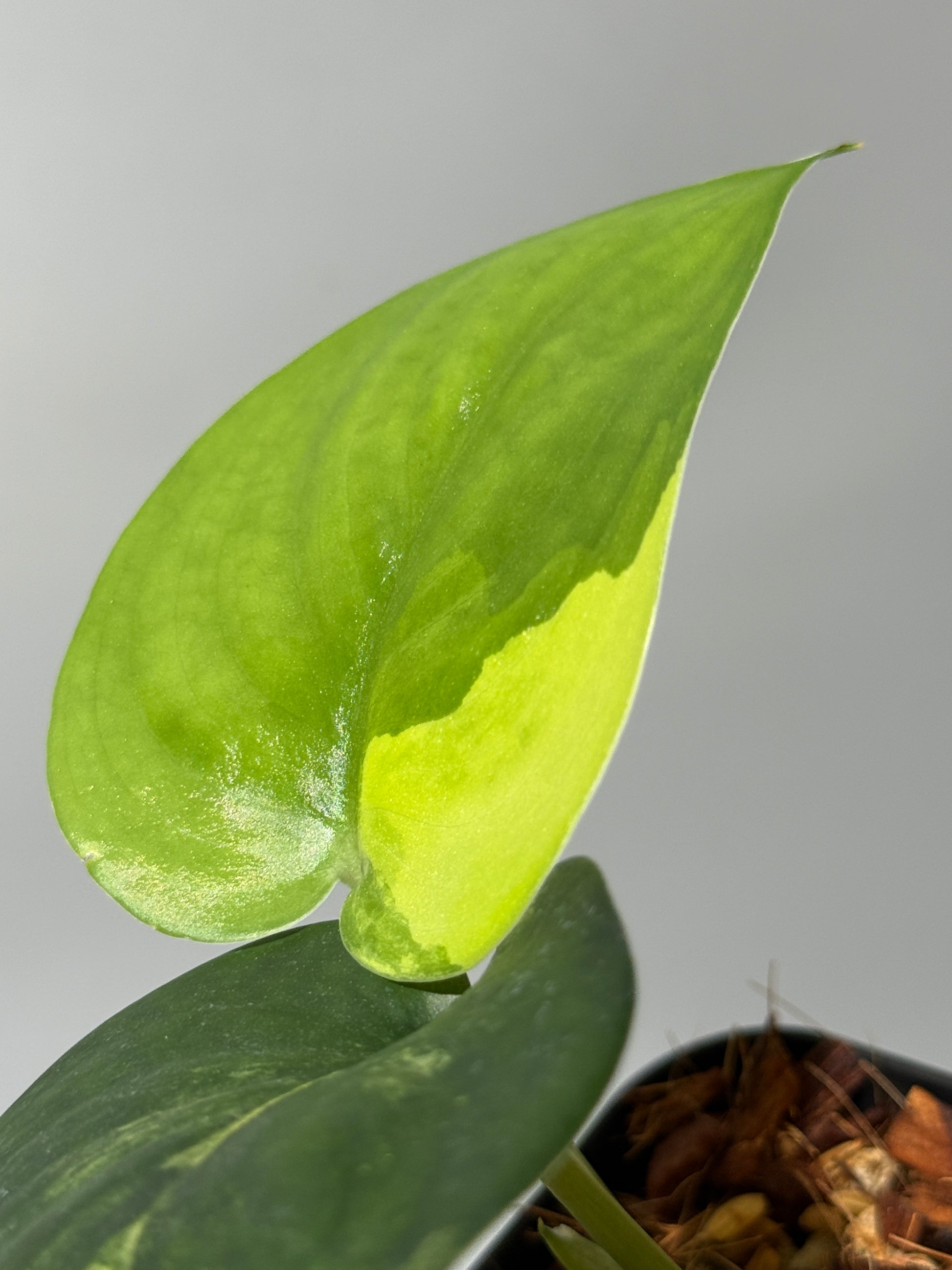 スキンダプサス ジェイドサテン オーレア  / Scindapsus jadesatin aurea (1)