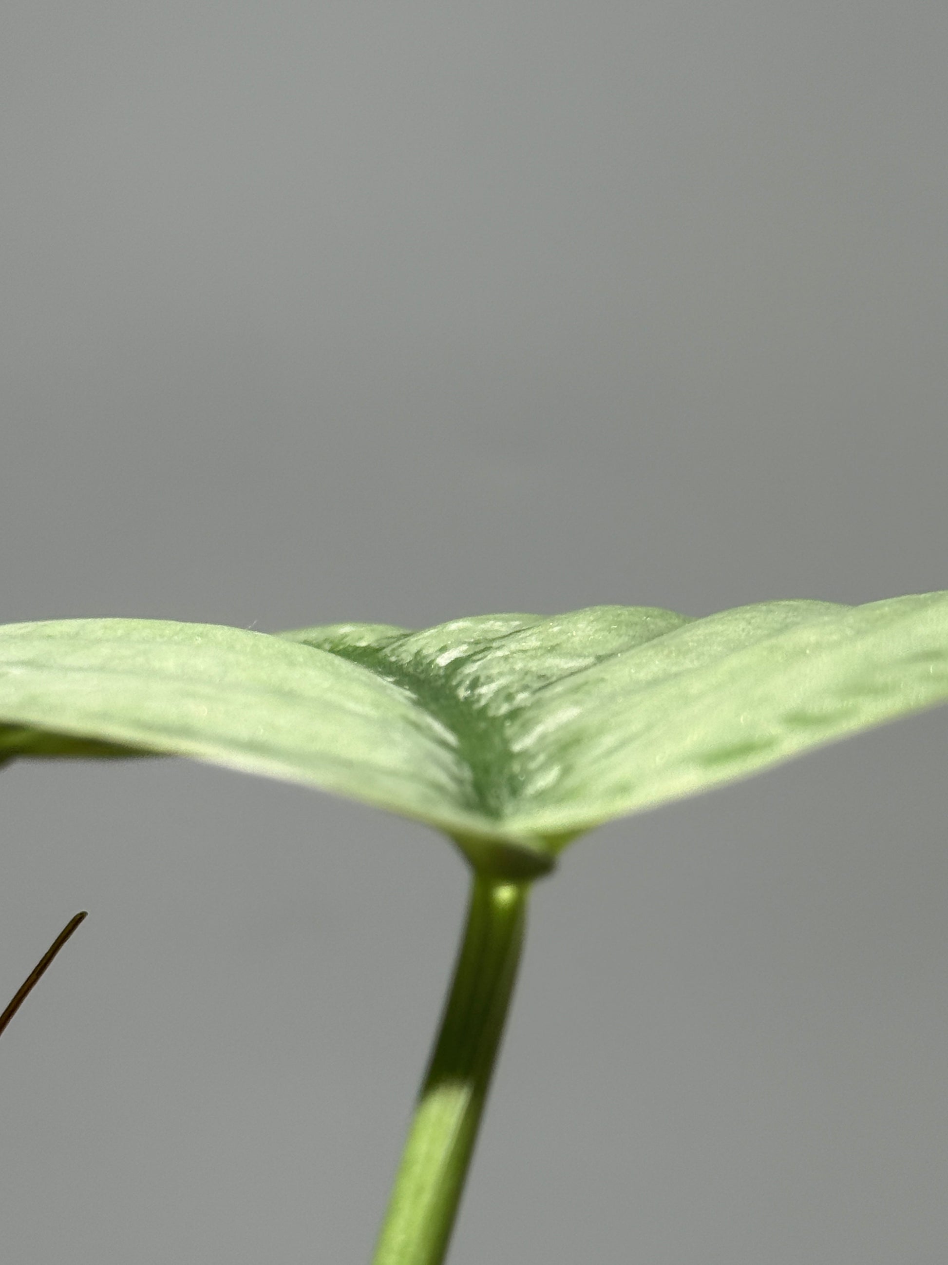 スキンダプサス シルバー スポット sp.カリマンタン / Scindapsus Silver spot sp.Kalimantan (1)
