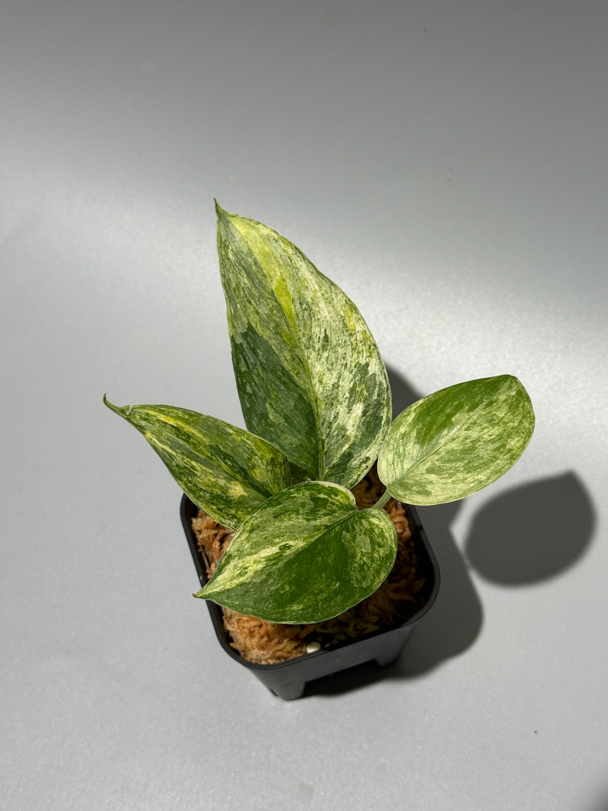 スキンダプサス シリワンギ トリカラー  / Scindapsus Siliwangi tricolor (1)