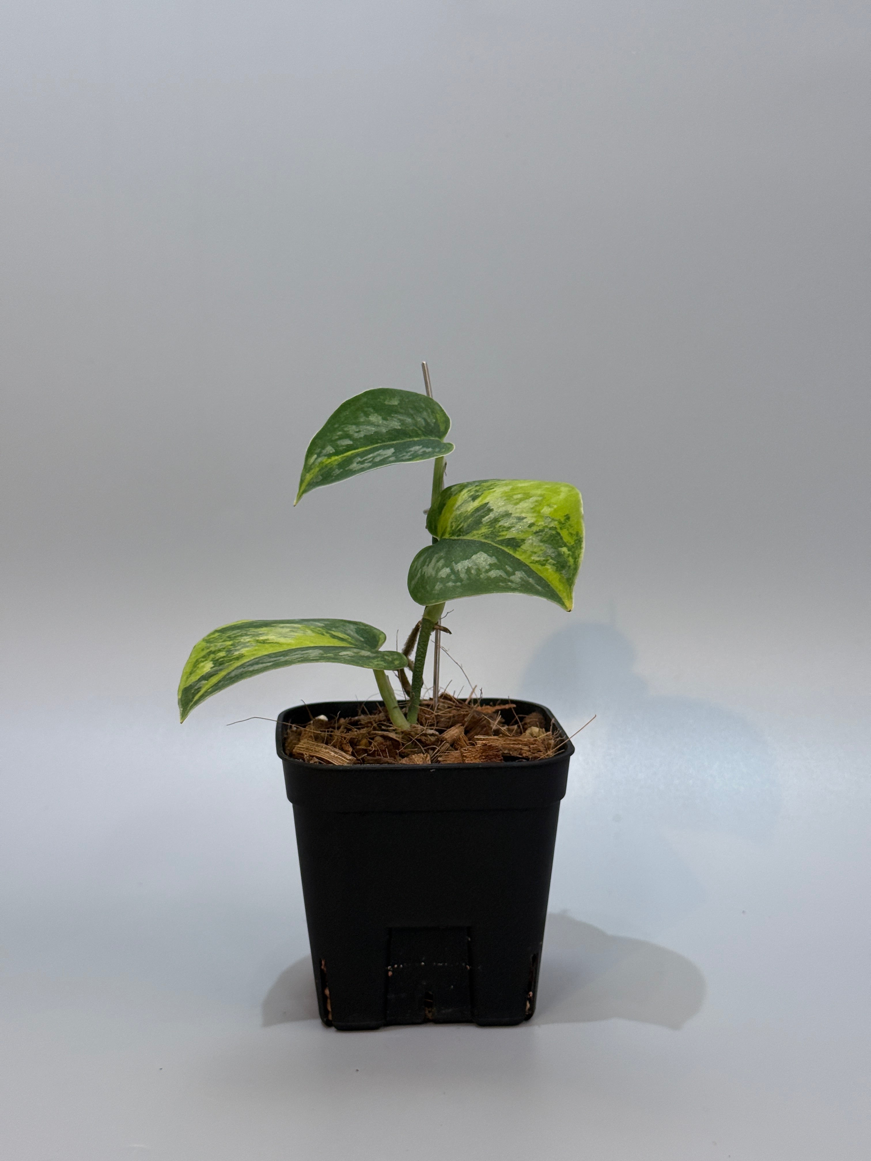 スキンダプサス グリーン ダイヤモンド / Scindapsus Green diamond(2