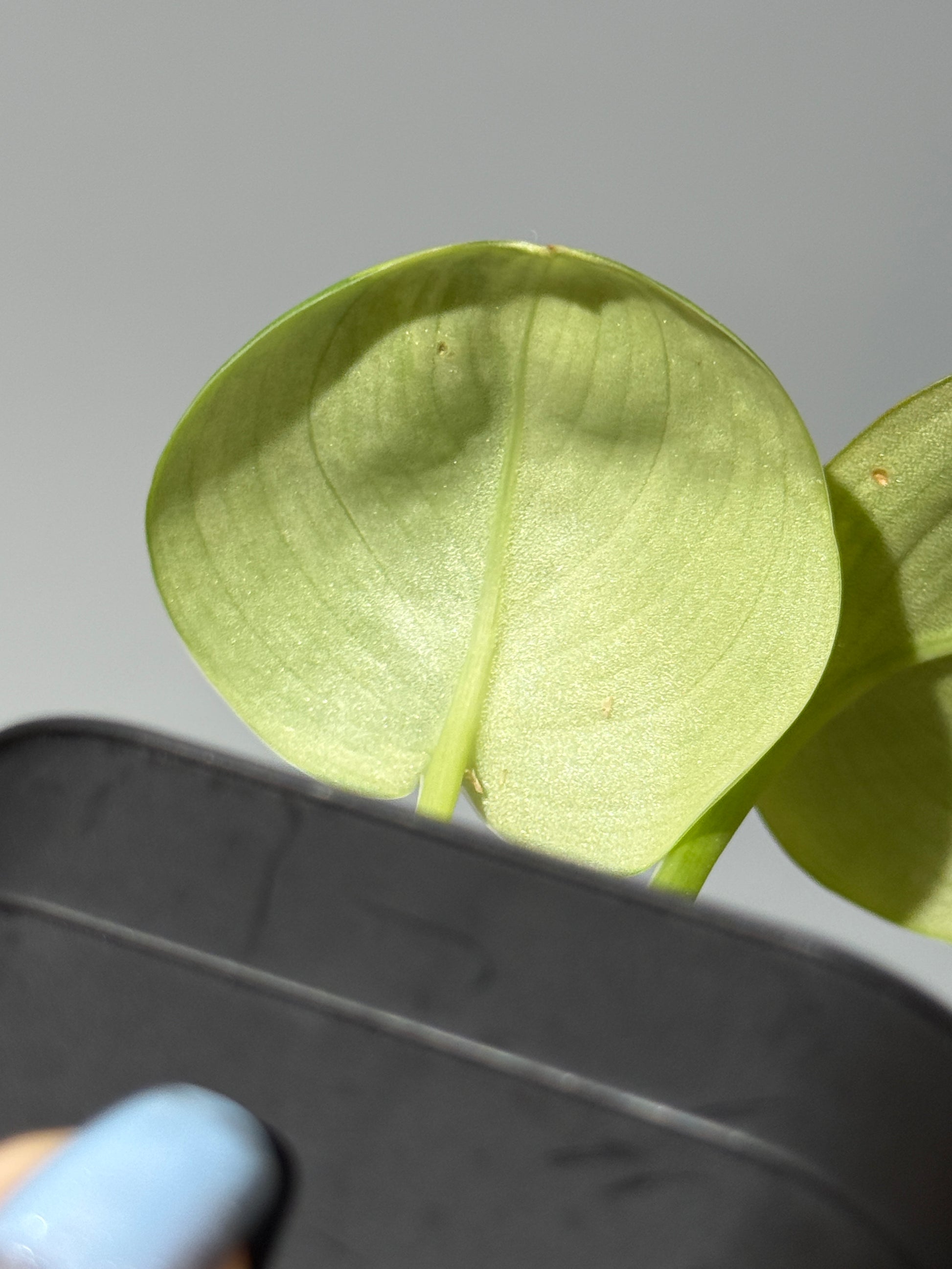 スキンダプサス ルビコン 斑入り  / Scindapsus Rubicon var.  (1)