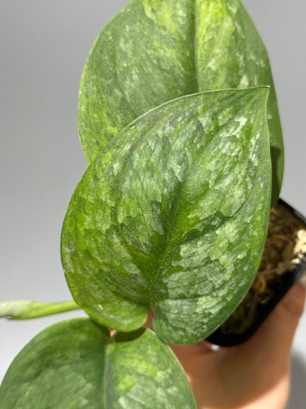 スキンダプサス グリーン ドラゴン / Scindapsus Green dorgon (3)