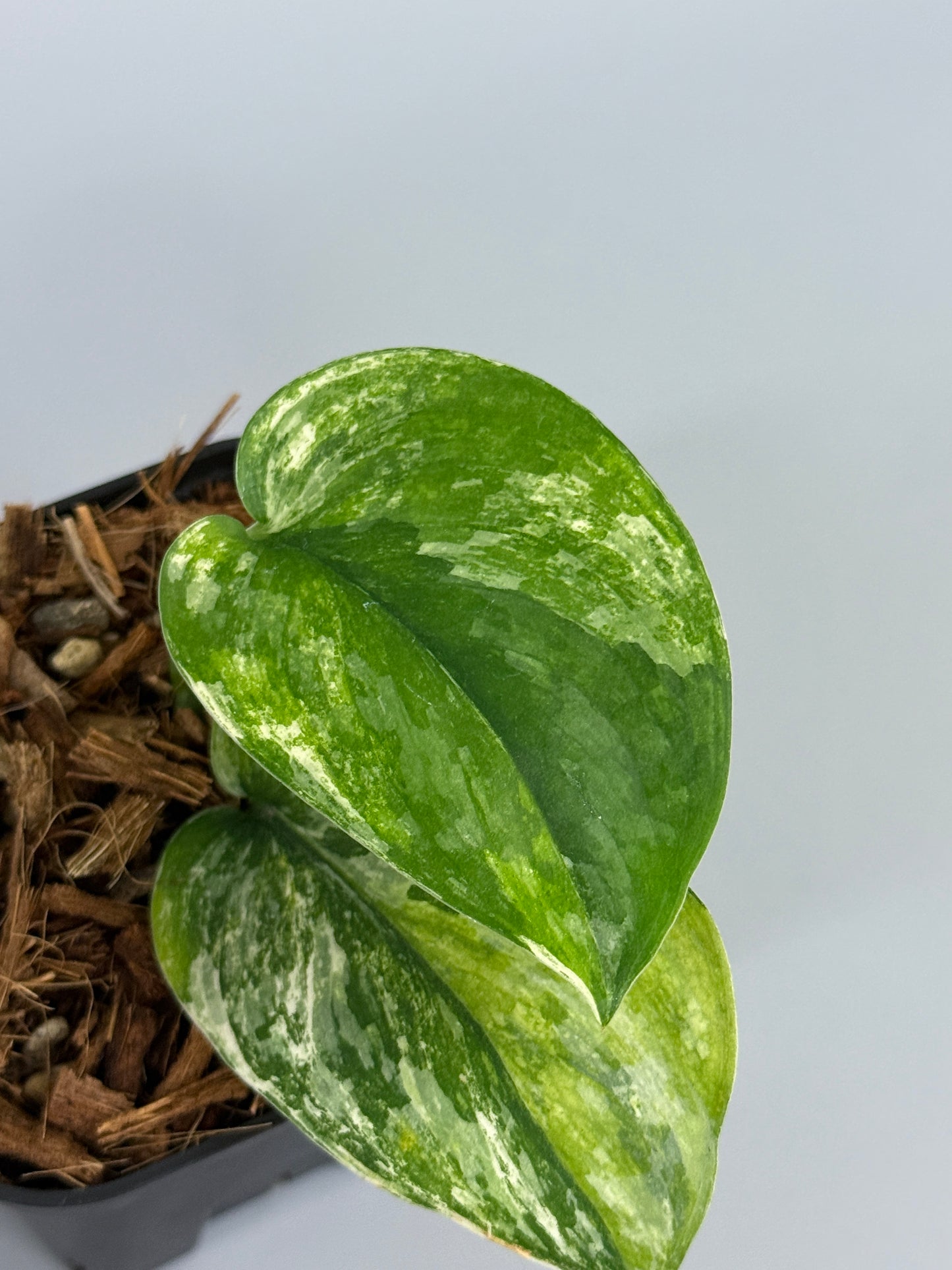 スキンダプサス パラヒヤンガン トリカラー  / Scindapsus parahyangan tricolor  (2)