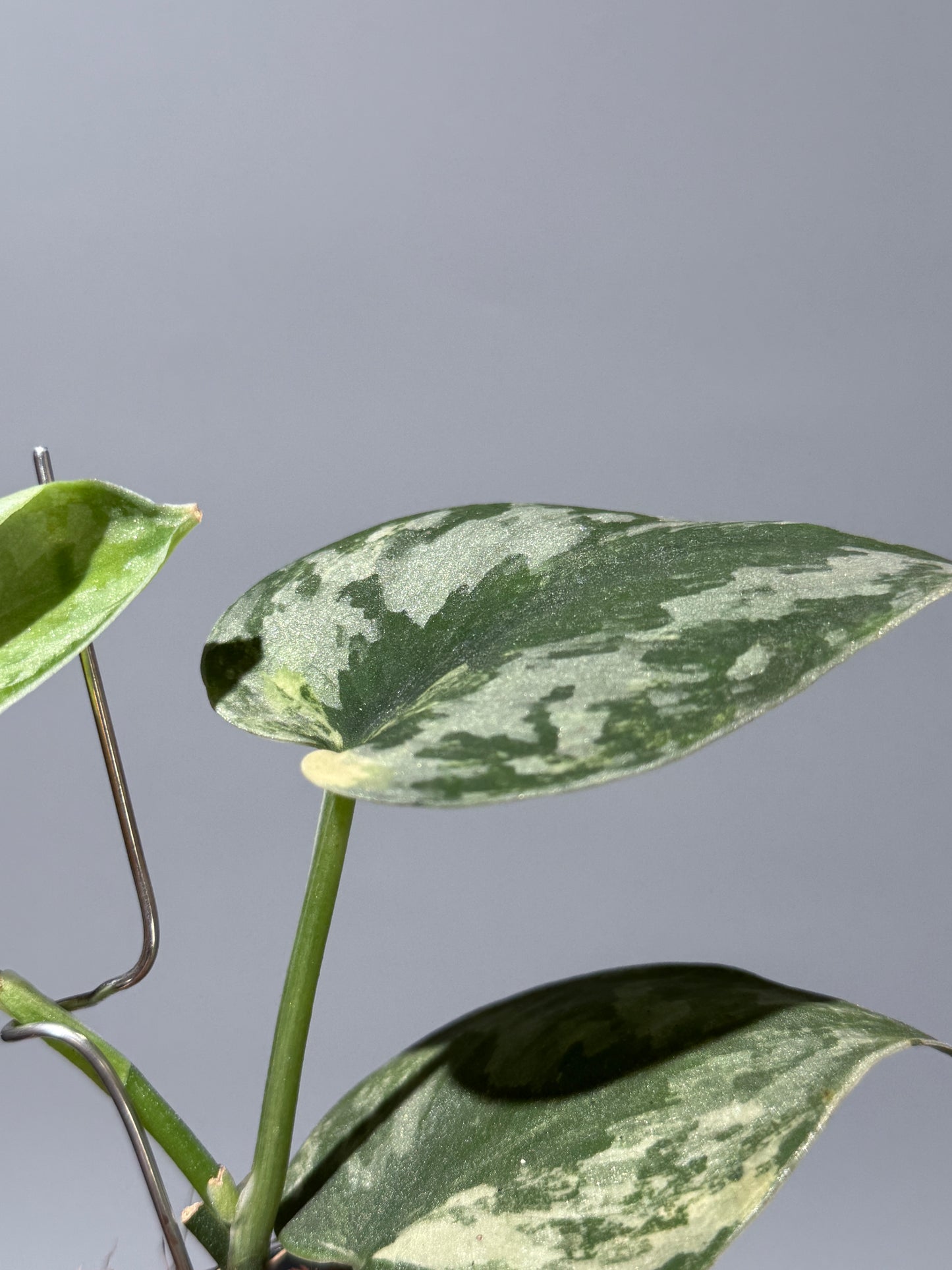 スキンダプサス バクダパティ / Scindapsus bakudapati (1)