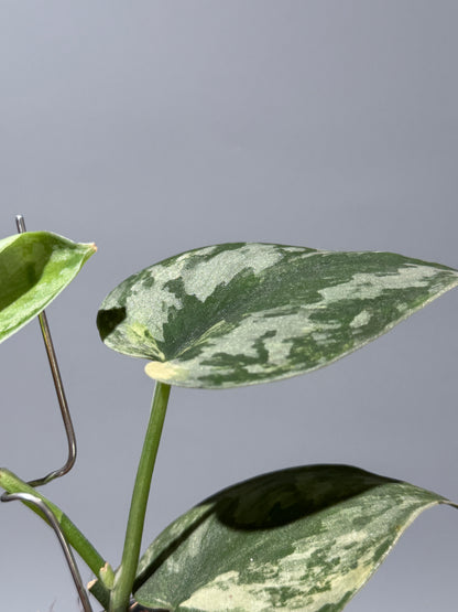 スキンダプサス バクダパティ / Scindapsus bakudapati (1)