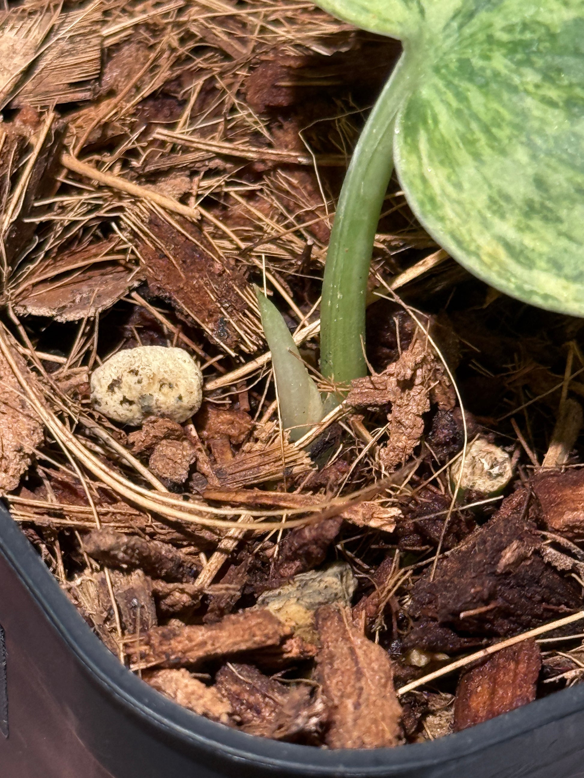 スキンダプサス テンバガ  / Scindapsus Tembaga (3)