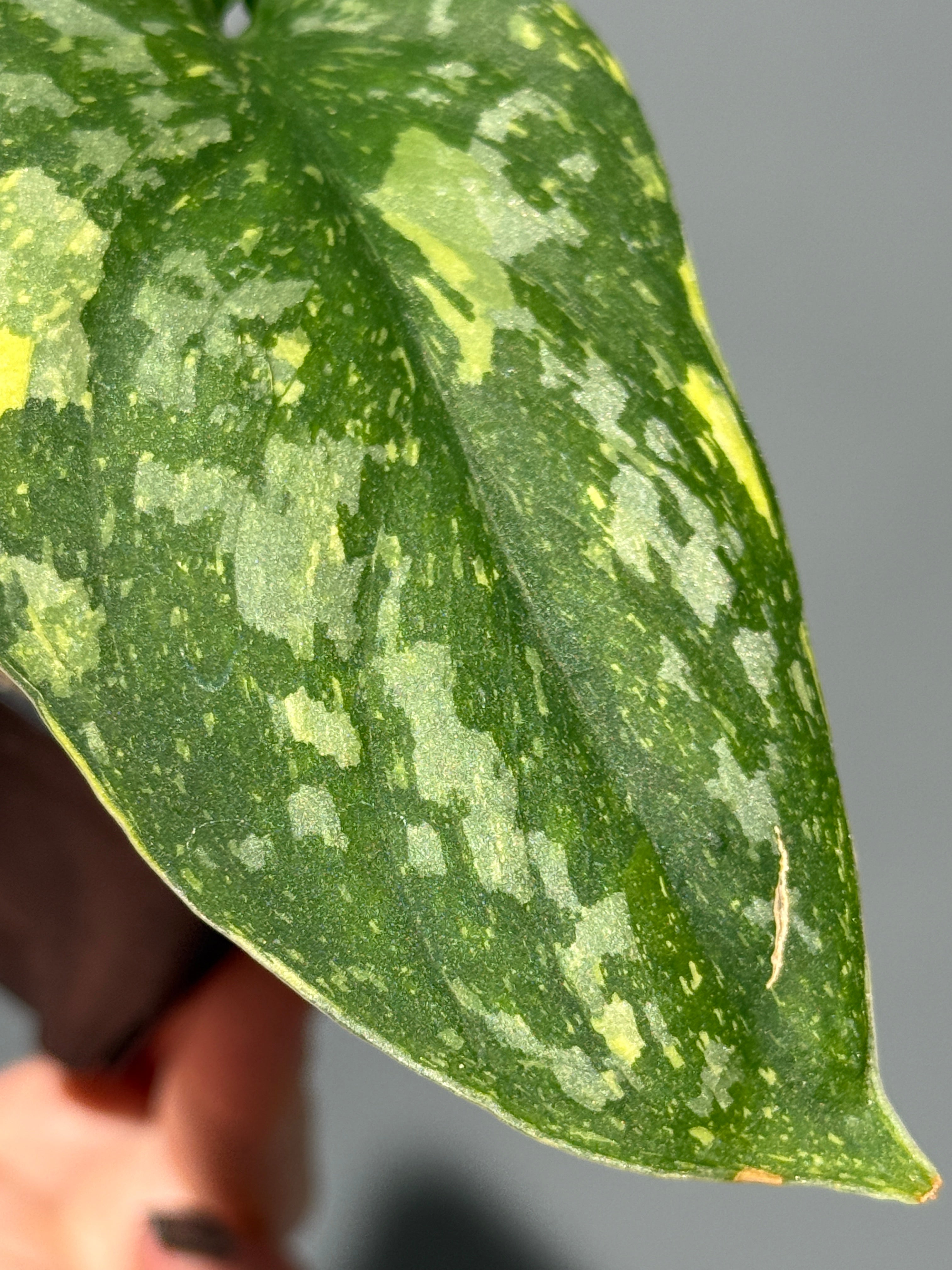 All Plants – Page 2 – Nakayama-Plants
