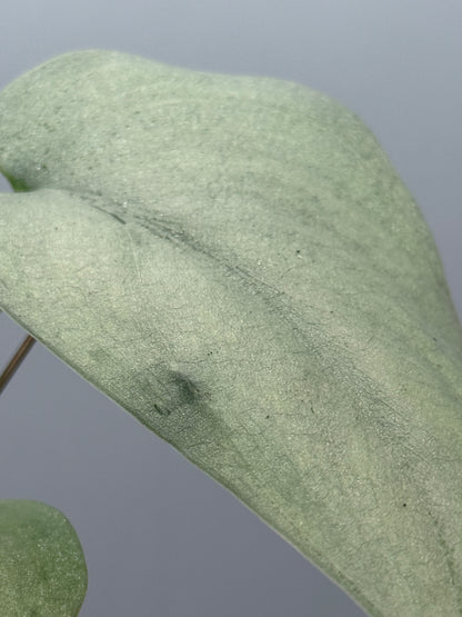 スキンダプサス エリンダ / Scindapsus Erlinda (3)