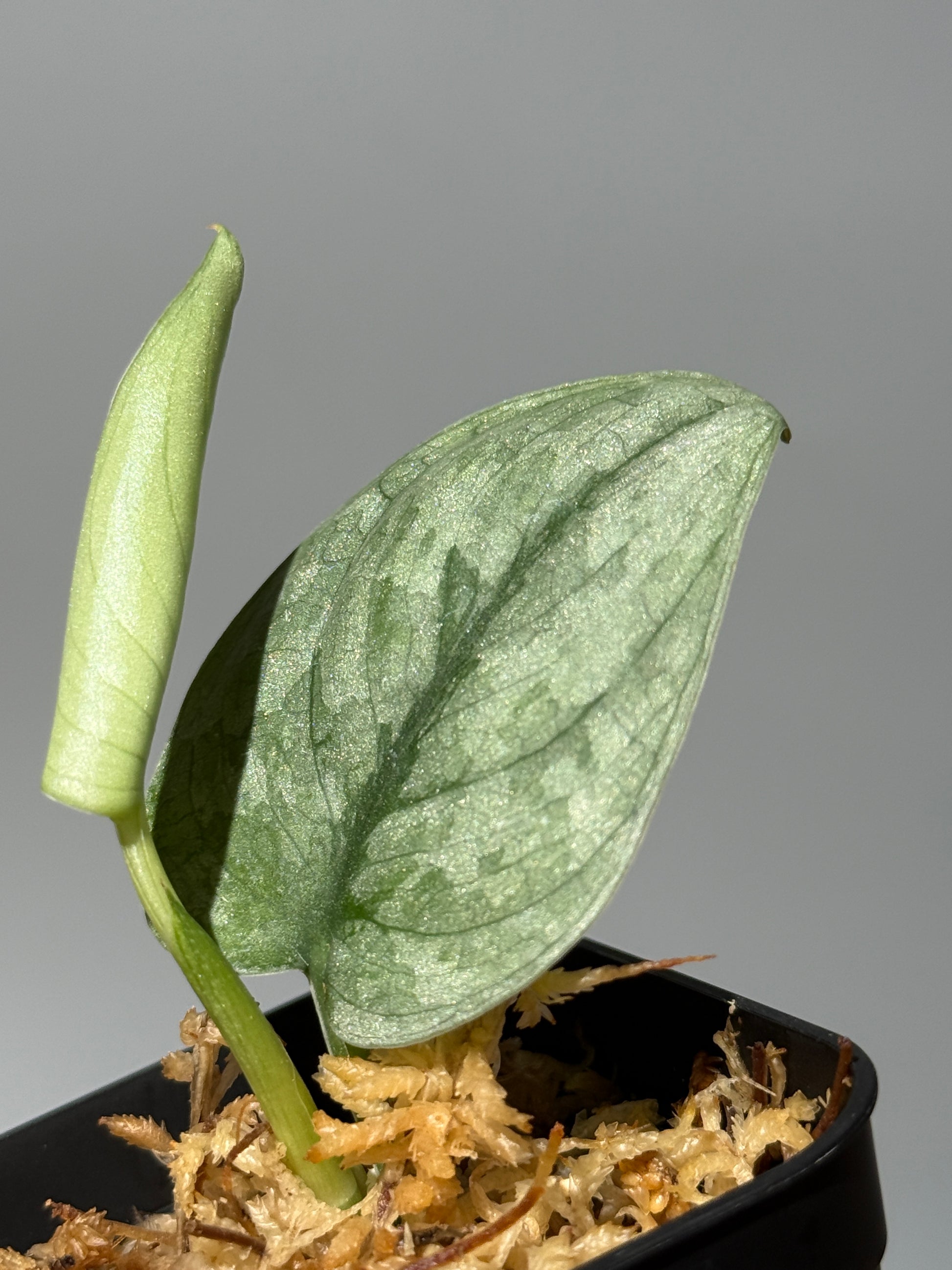 スキンダプサス Sp.バニュマス / Scindapsus Sp.Banyumas (1)
