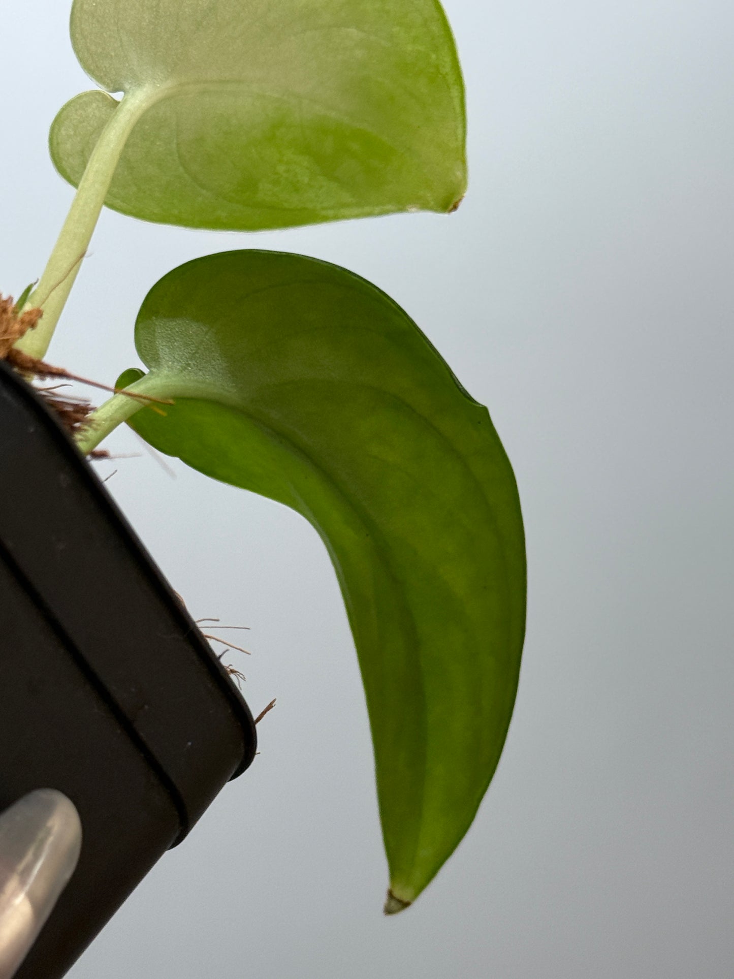 スキンダプサス エキゾチカ グローシ sp.サラワク / Scindapsus exotica glosy sp.serawak (4)