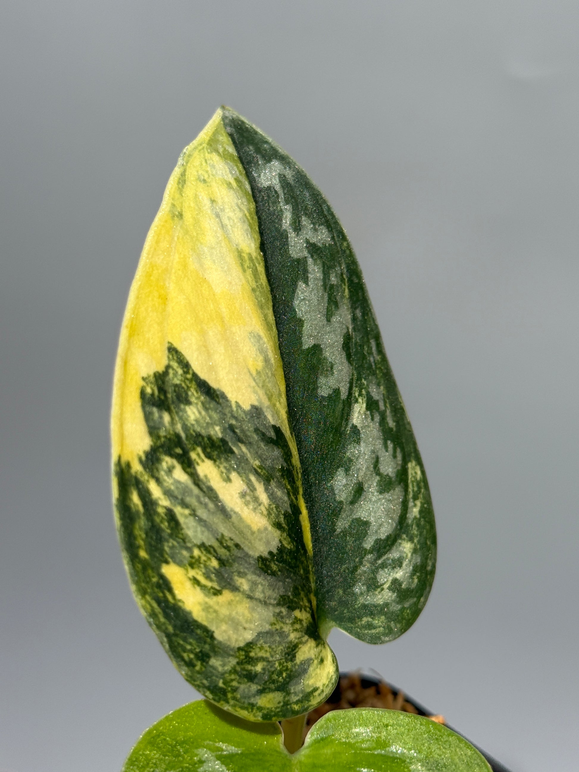 スキンダプサス グリーン ダイヤモンド / Scindapsus Green diamond (2)