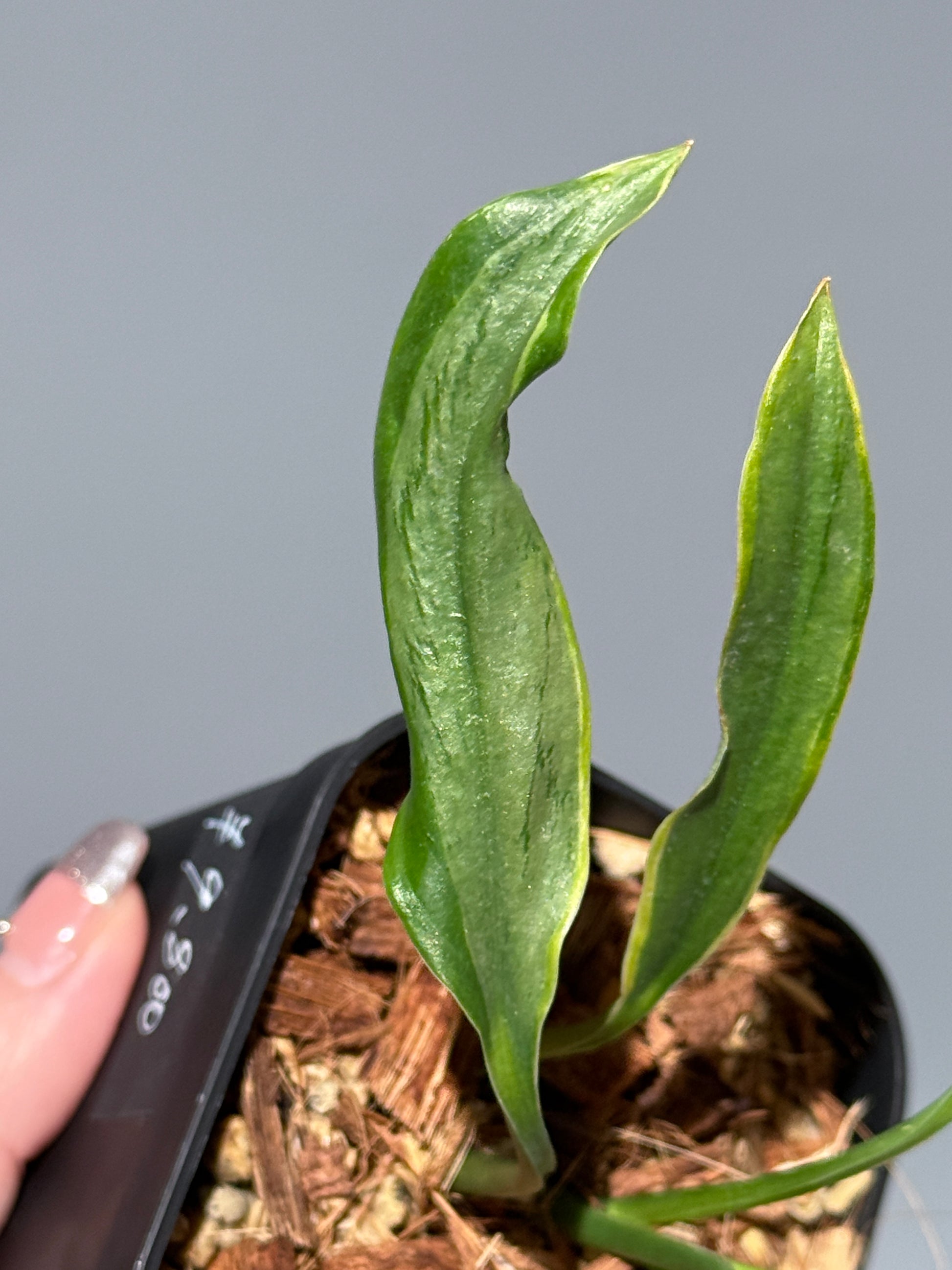 スキンダプサス トレビー ラバ リップスティック / Scindapsus Treubii lava lipstick (1)