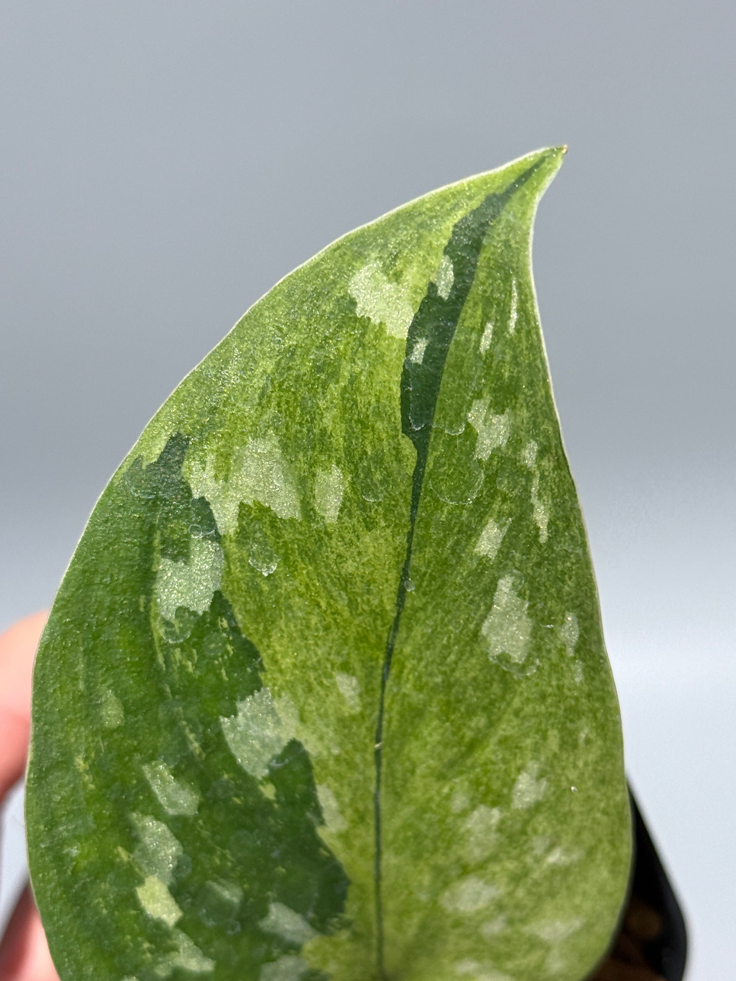 スキンダプサス マッチャ / Scindapsus matcha (3)