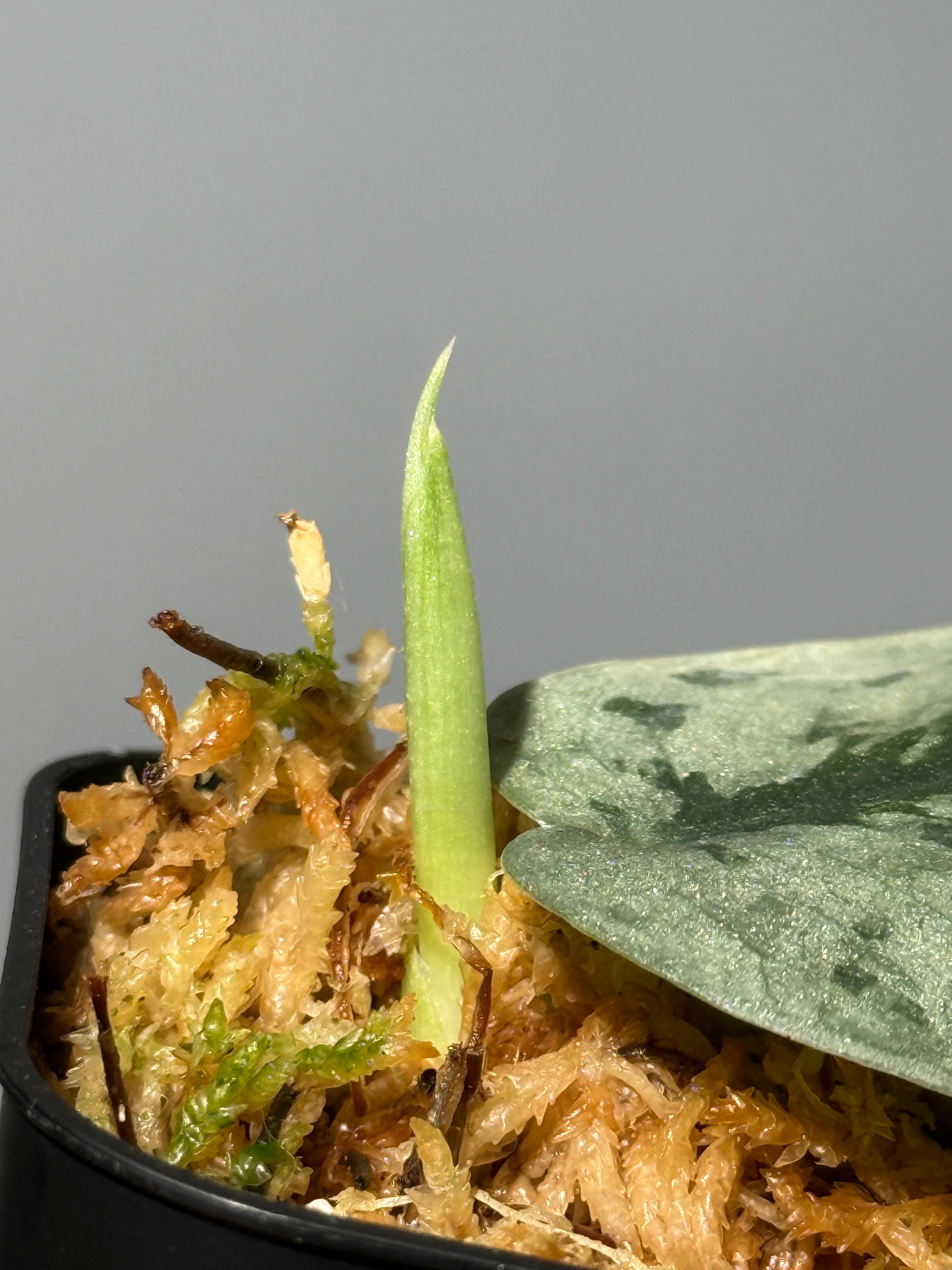 スキンダプサス Sp. イロコス / Scindapsus Sp.ilocos (1)