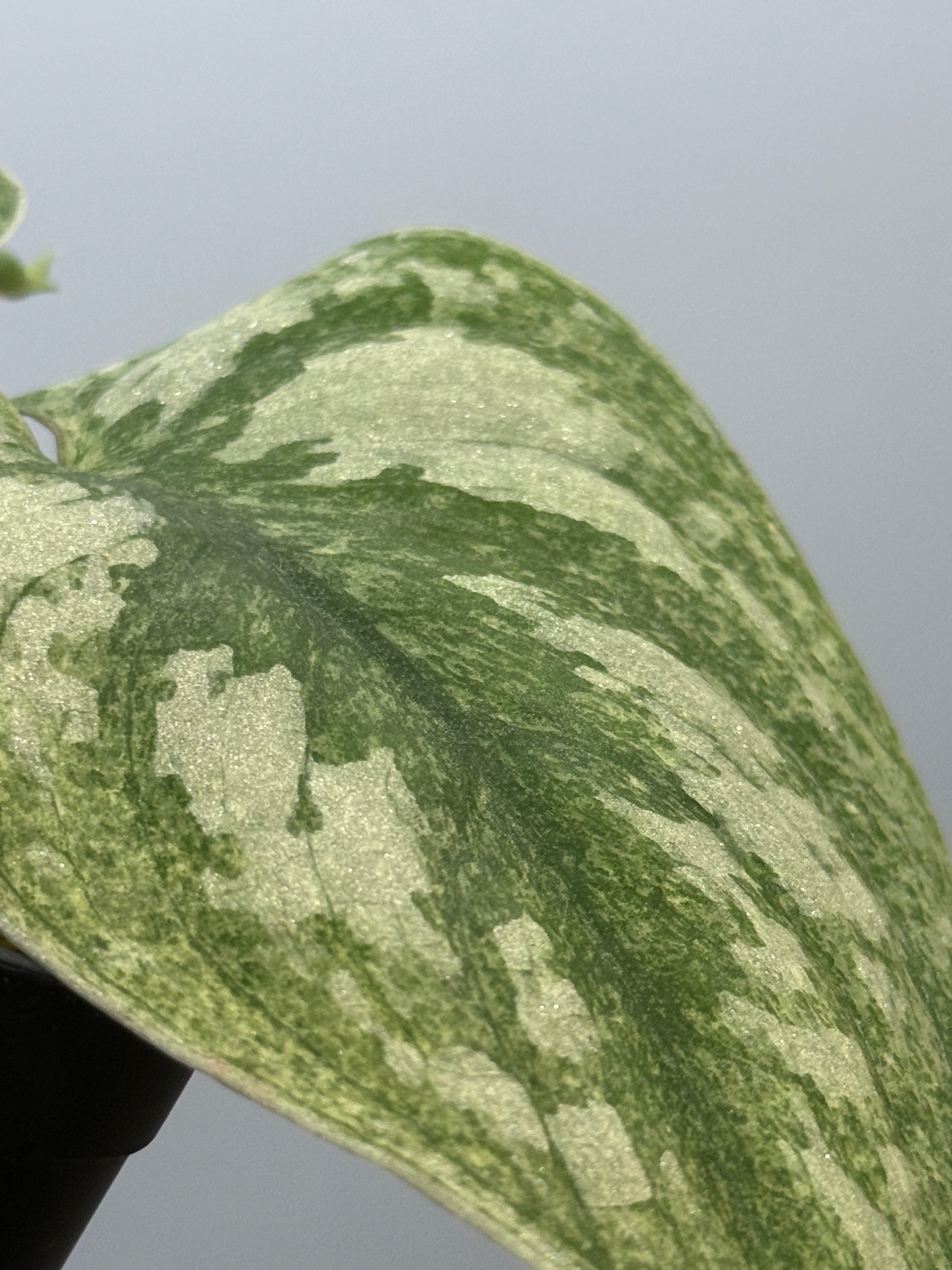 スキンダプサス ネビュラ / Scindapsus Nebula (4) – Nakayama-Plants