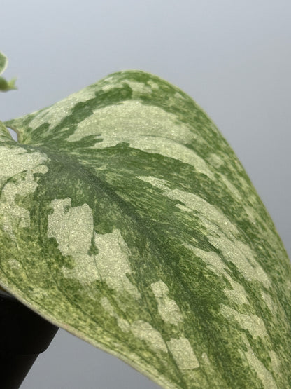 スキンダプサス ネビュラ / Scindapsus Nebula (4)