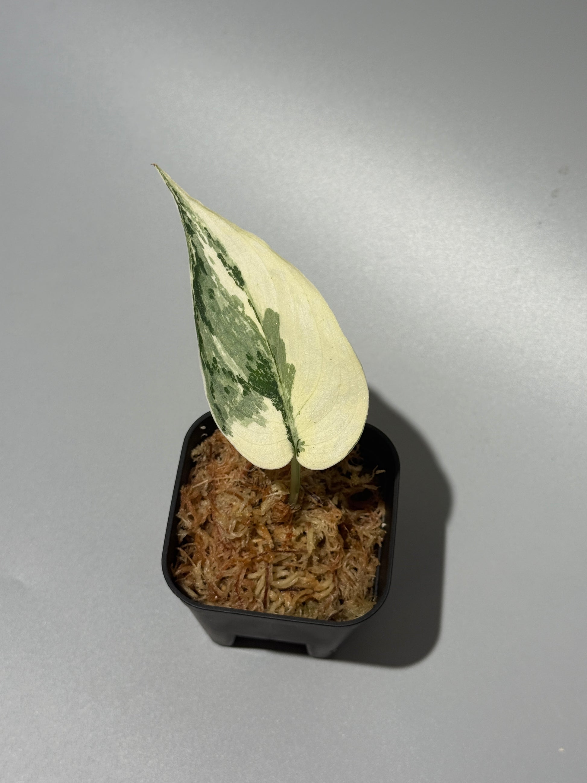スキンダプサス マリポーサ / Scindapsus Mariposa(2)