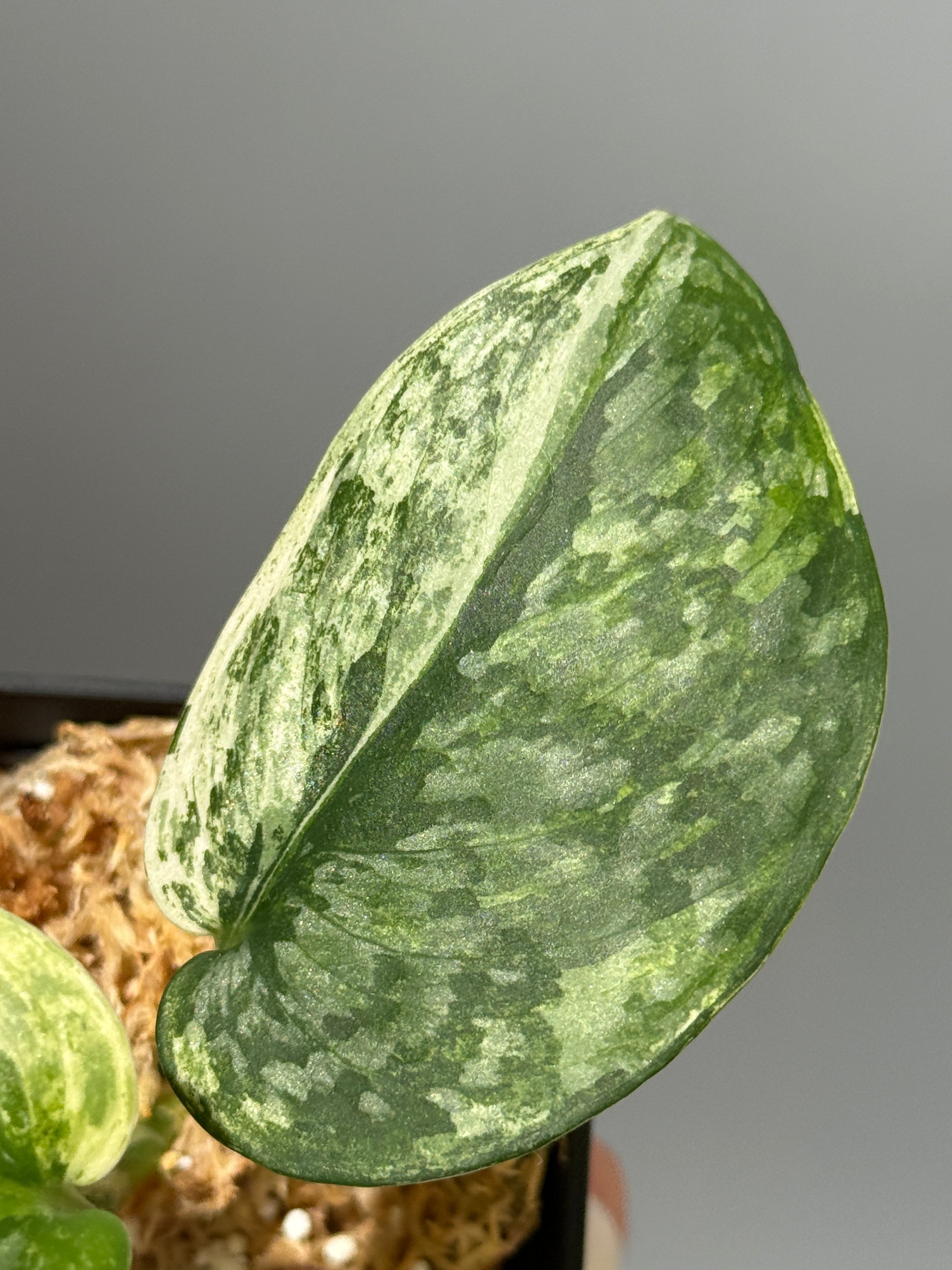 スキンダプサス エキゾチカ サラカ トリカラー  / Scindapsus Exotica salaka toricolor (1)