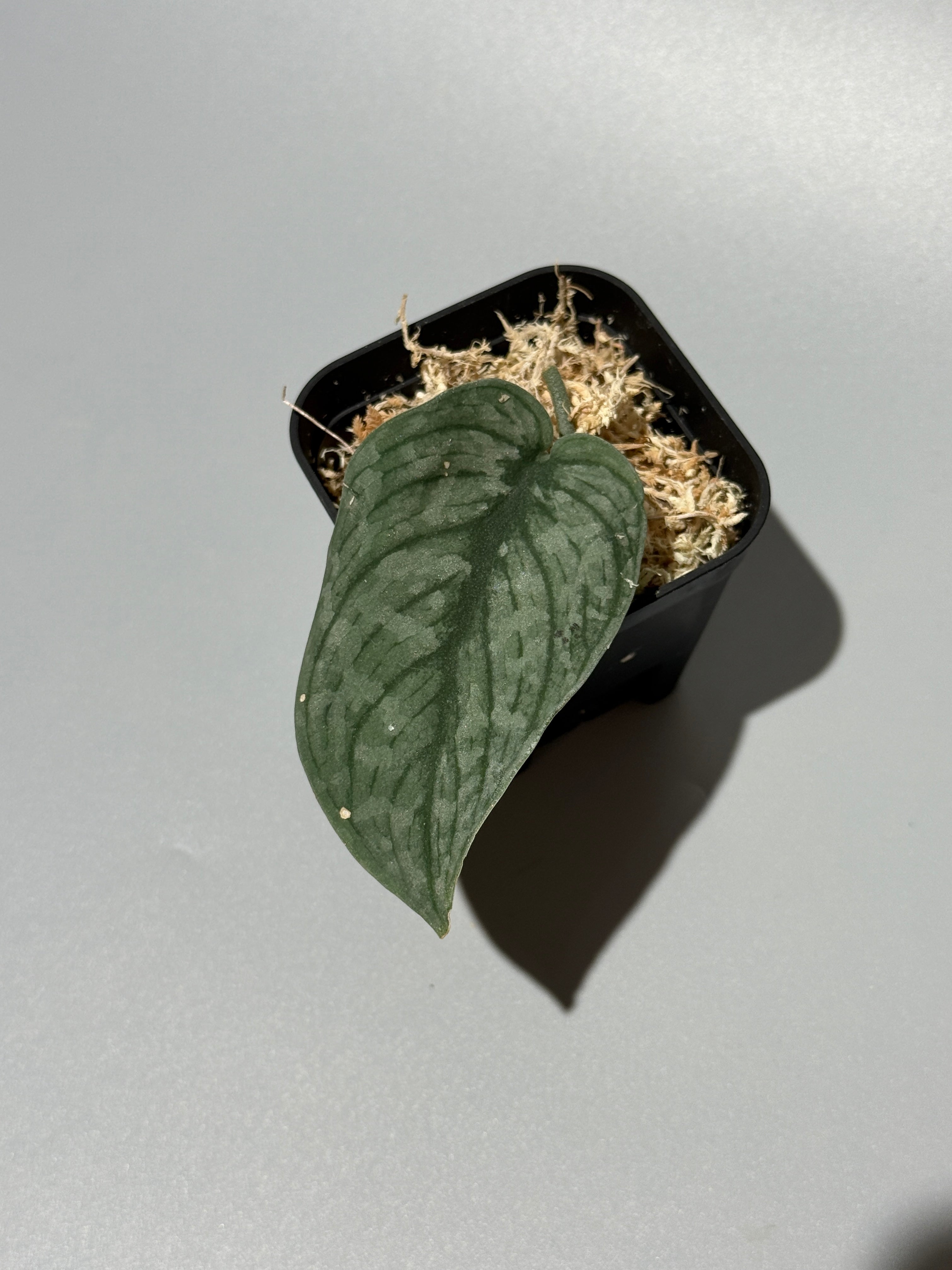 All Plants – Nakayama-Plants