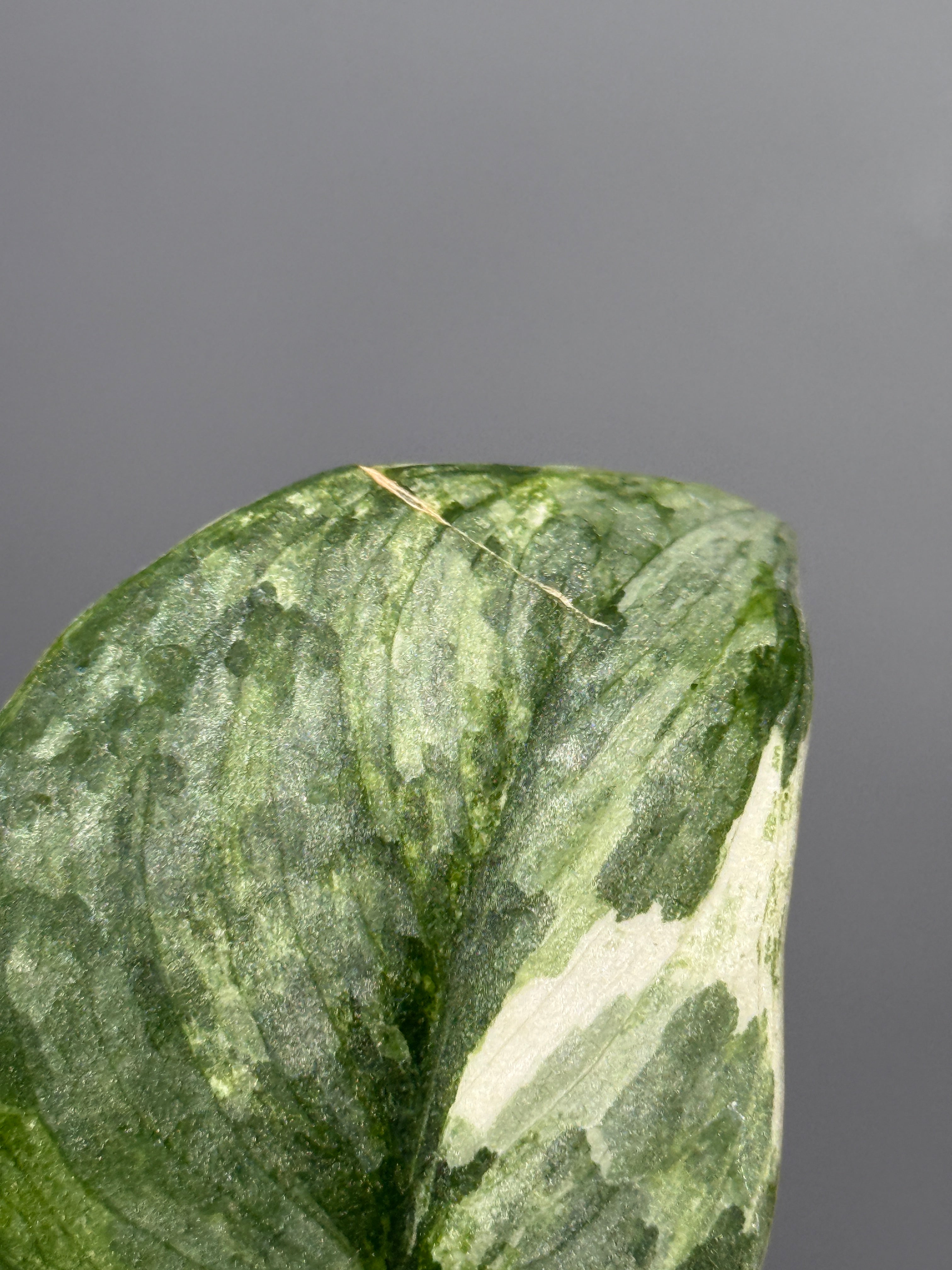 All Plants – Nakayama-Plants