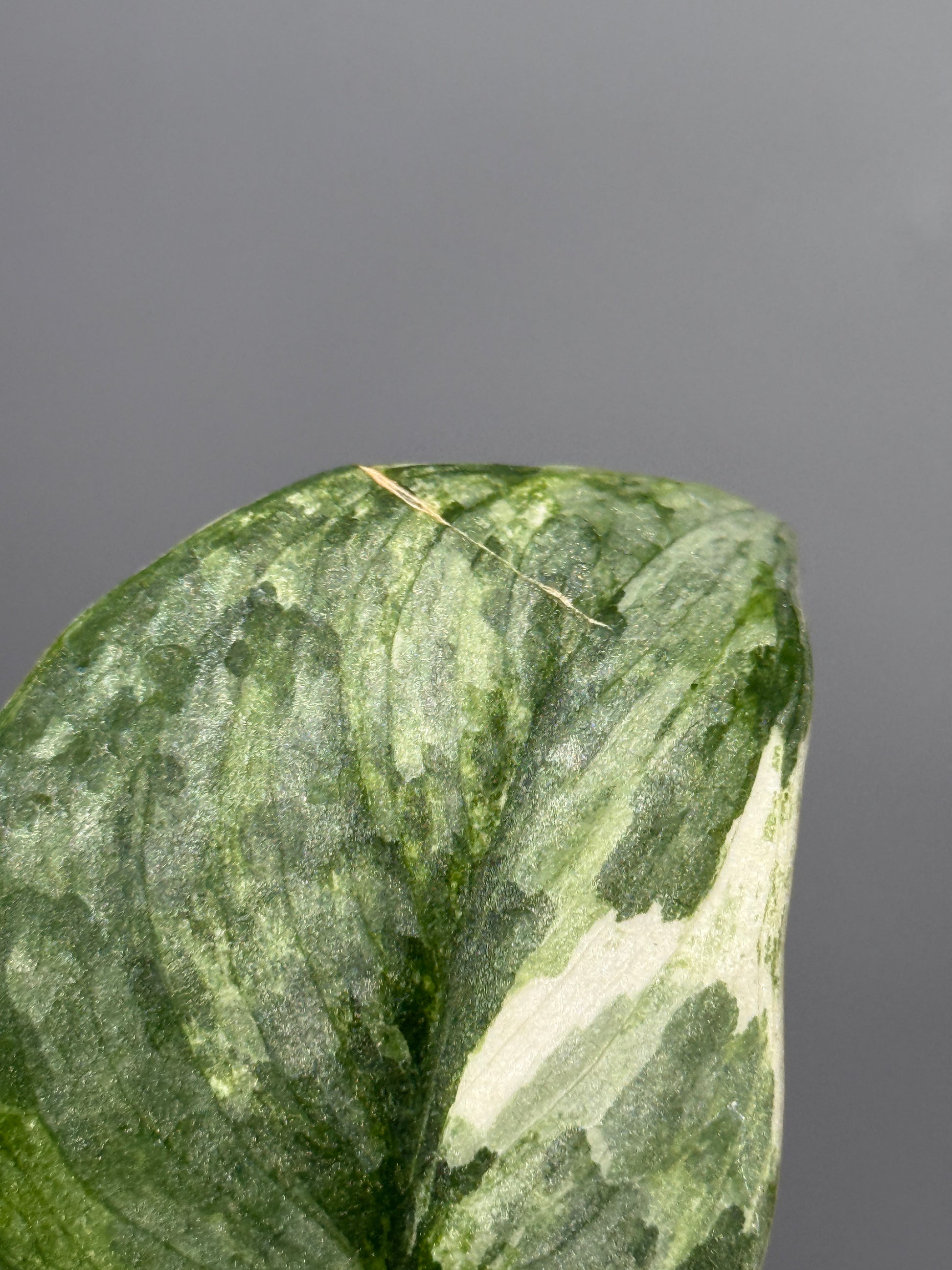 スキンダプサス ブルークラウド トリカラー / Scindapsus Exotica cloud tricolor (1)