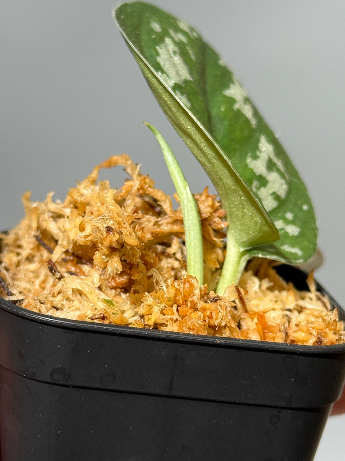 スキンダプサス アルギレウス マクマク / Scindapsus Argyraeus makumaku (2)