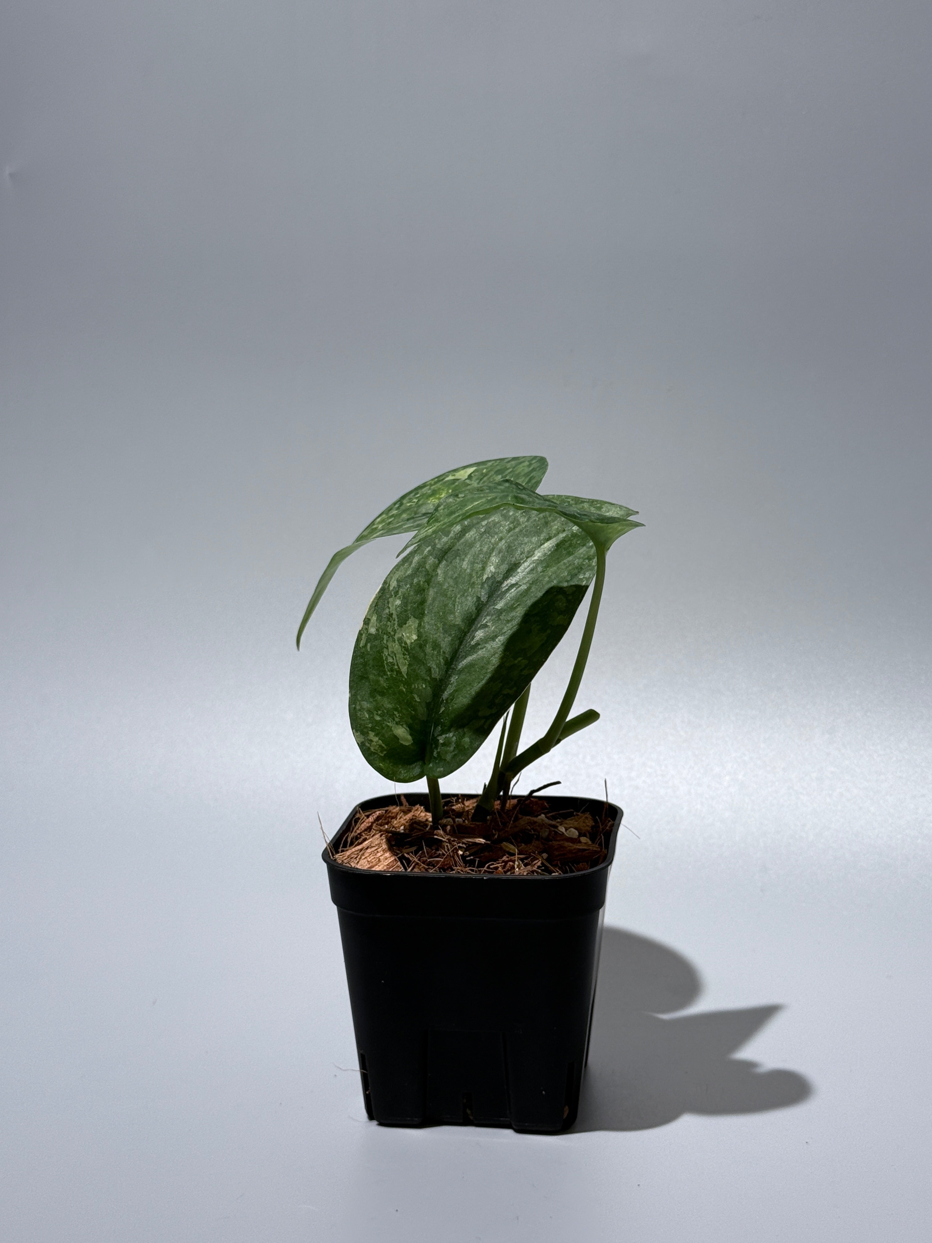 スキンダプサス レオパード / Scindapsus Leopard (1) – Nakayama-Plants