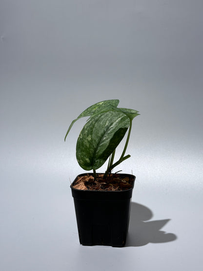 スキンダプサス レオパード / Scindapsus Leopard (1)