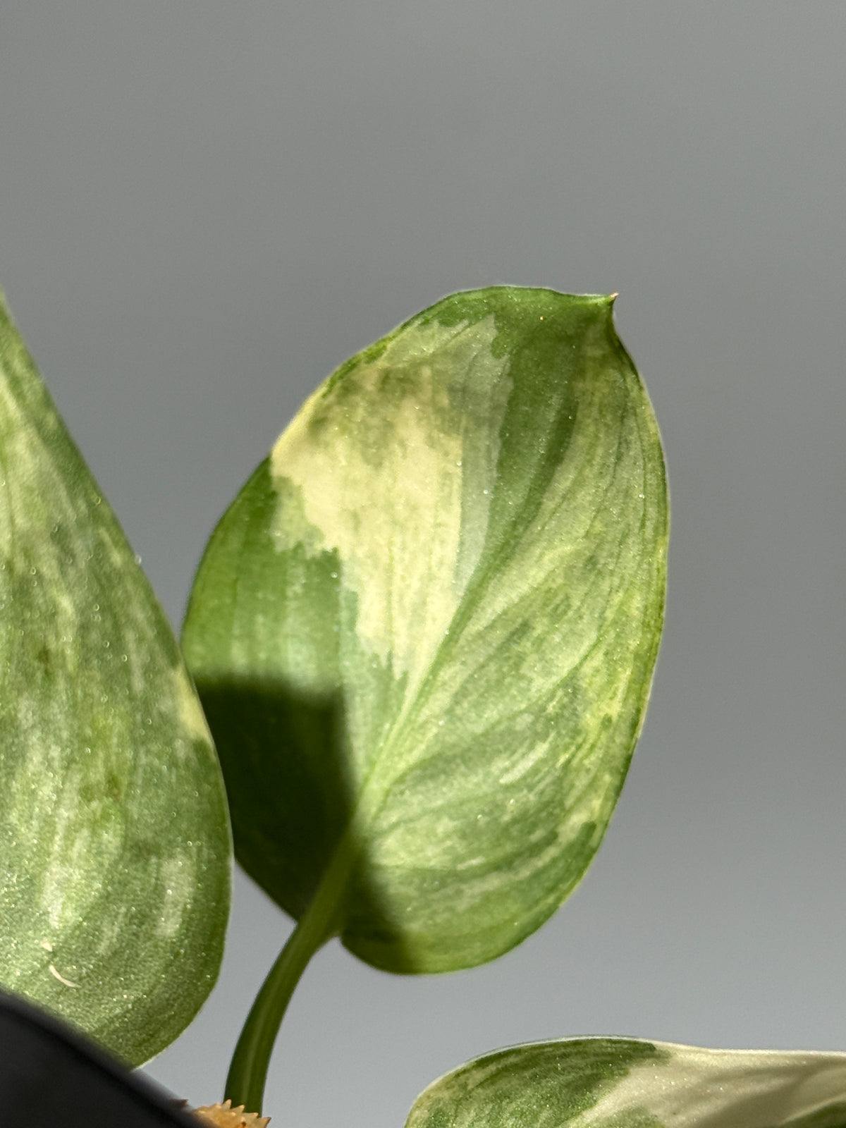 スキンダプサス エキゾチカ サラカ トリカラー  / Scindapsus Exotica salaka toricolor (1)
