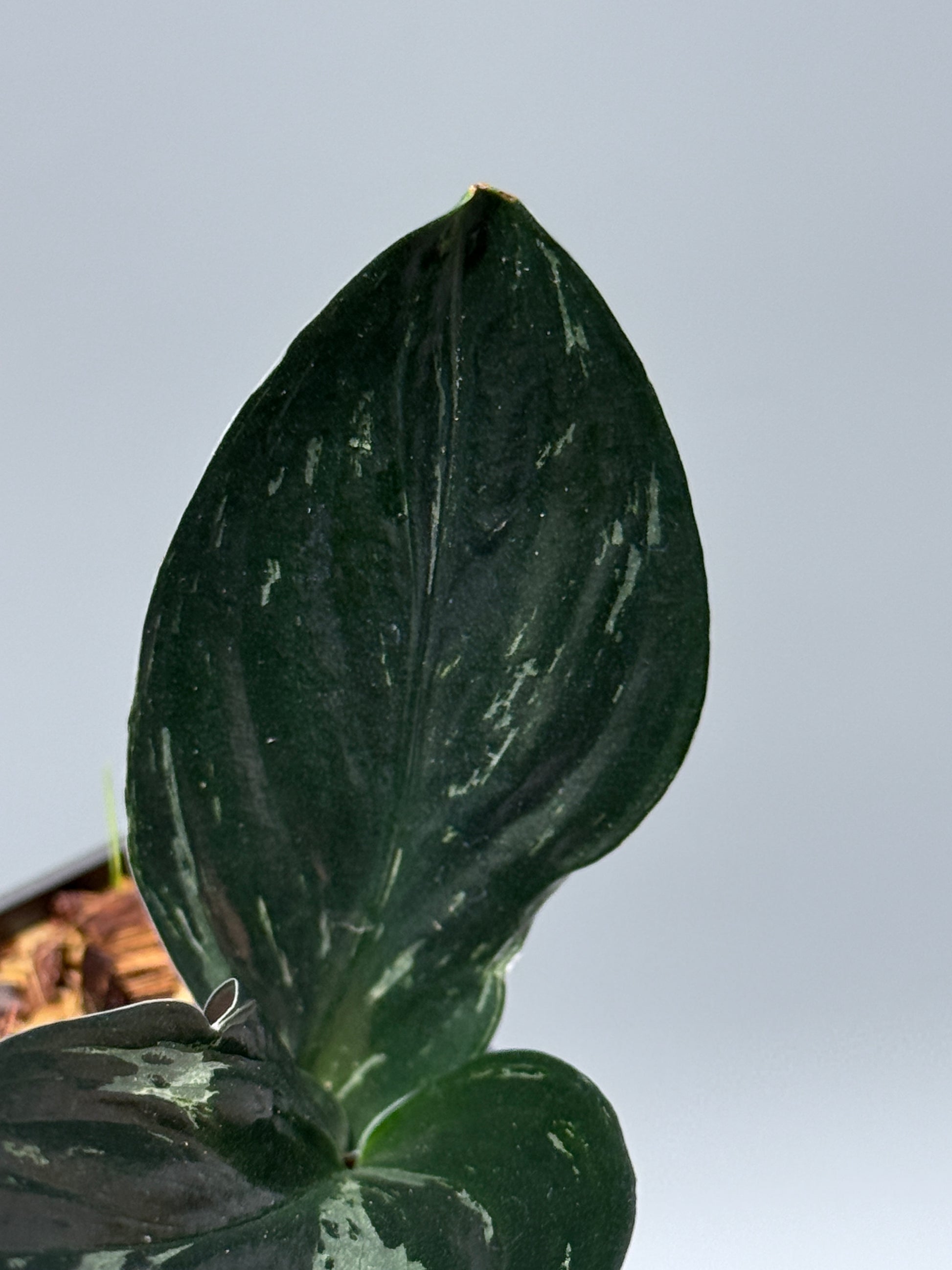 スキンダプサス トレビー ダークフォーム ミューテーション/Scindapsus Treubii darkform mutation (3)