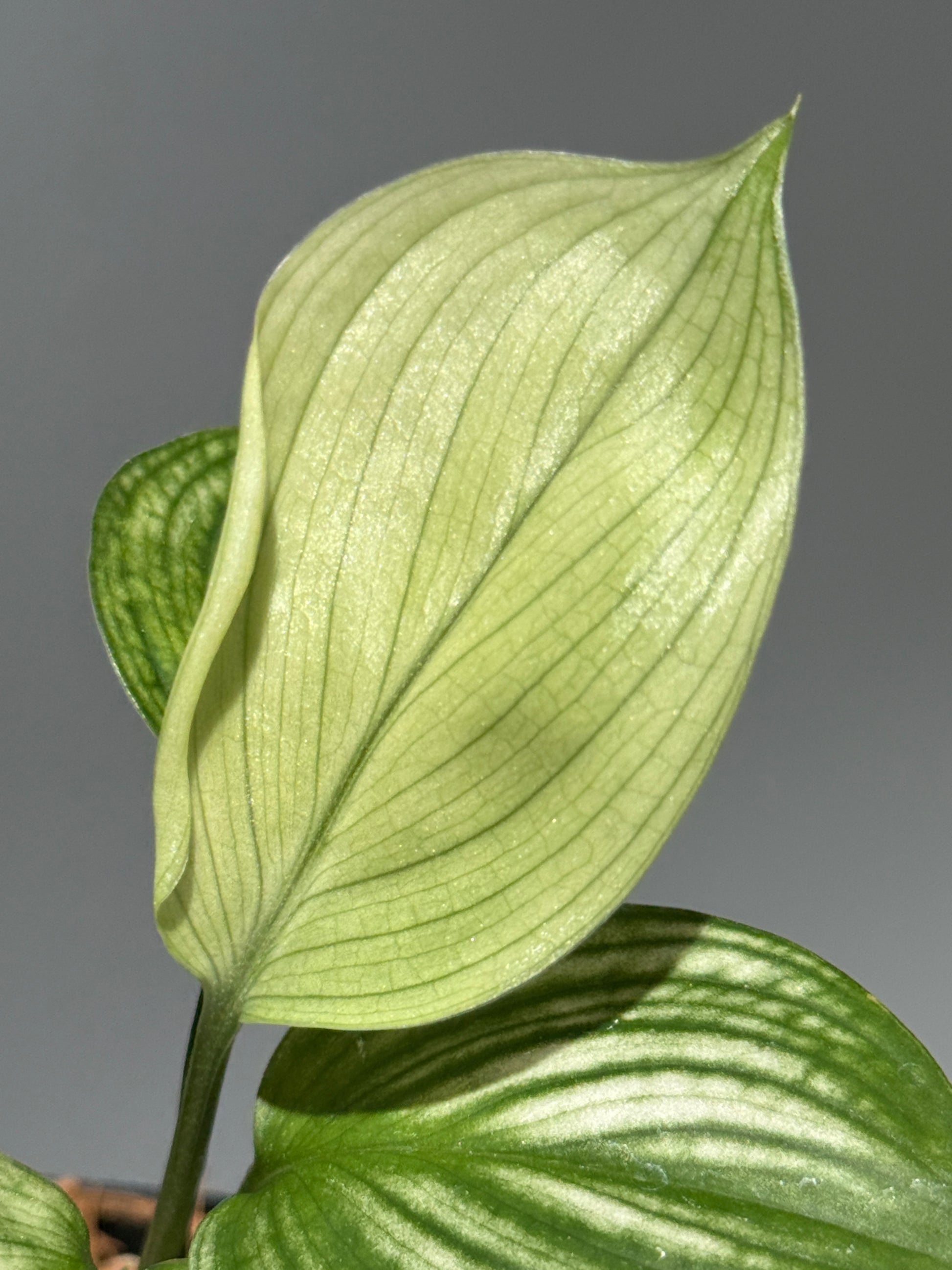 スキンダプサス ホワイトモンスター / Scindapsus whitemonster (2)