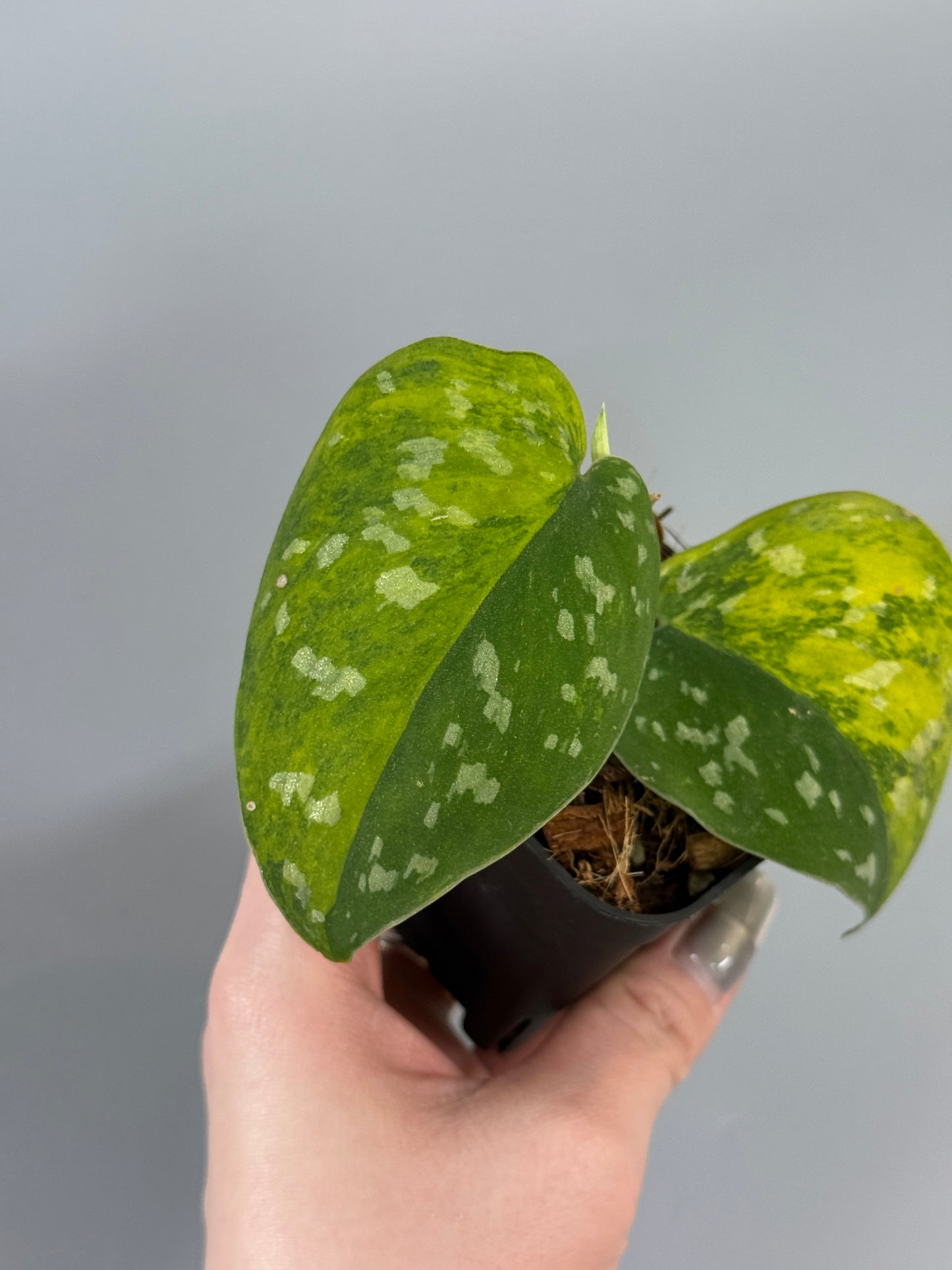 スキンダプサス ファンタジー / Scindapsus Fantasy (1)